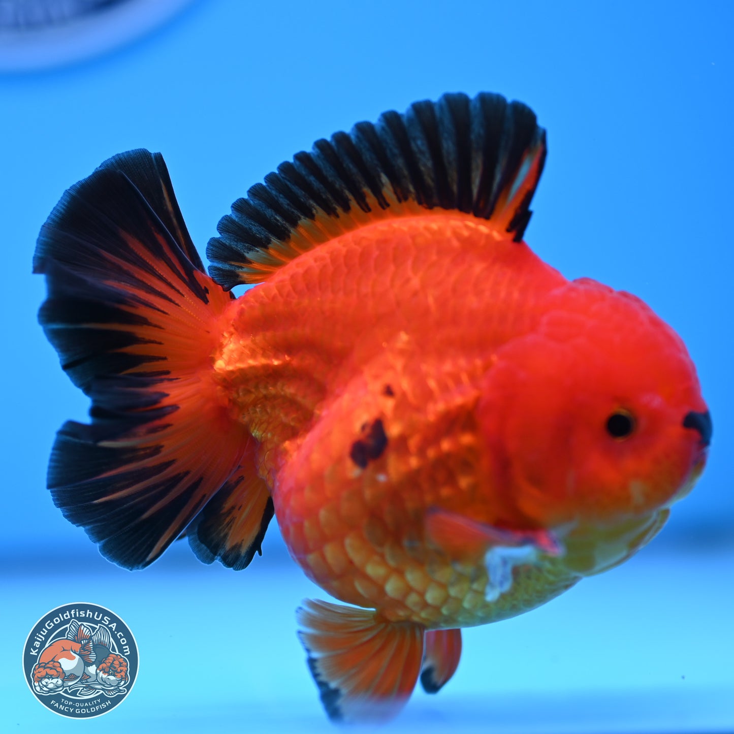 Apache YuanBao Oranda 3.5 inches Body - Male (250314_OR05)