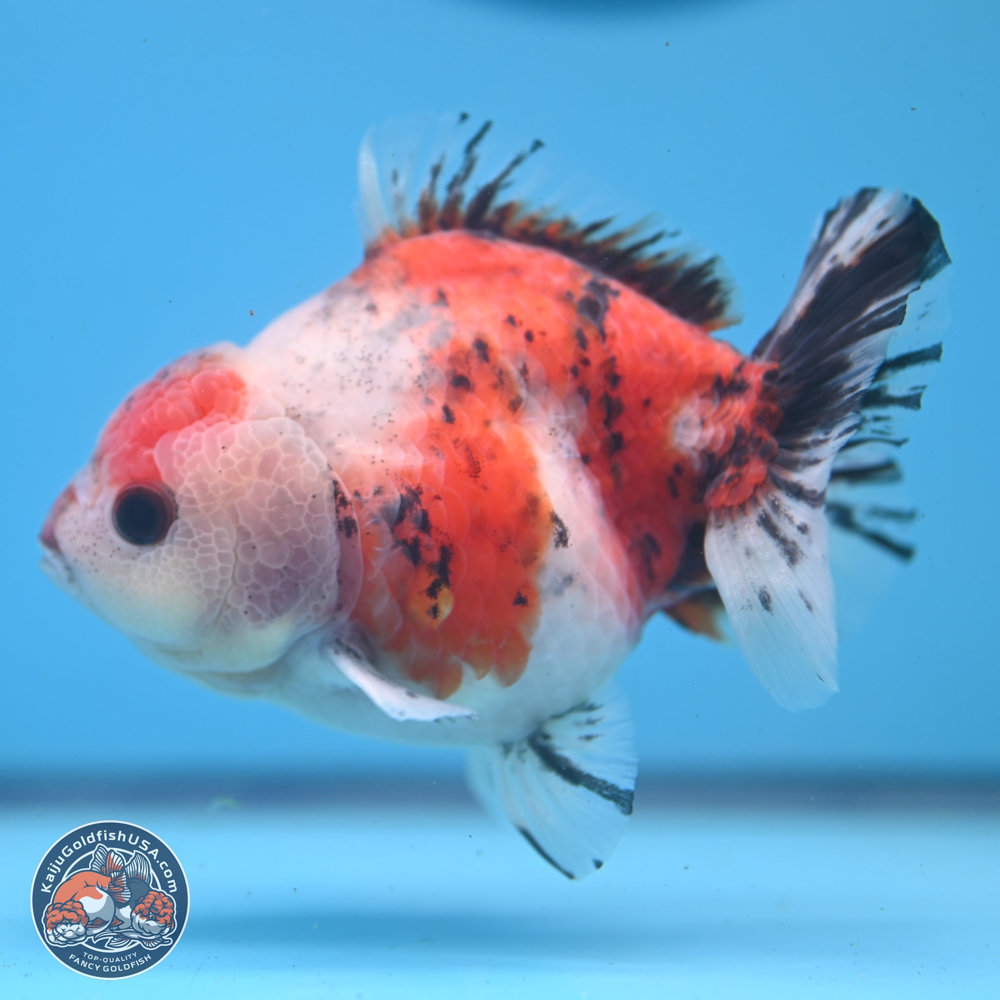 Tricolor Sakura YuanBao Oranda 5 inches - Male (241122_OR05) - Kaiju Goldfish USA