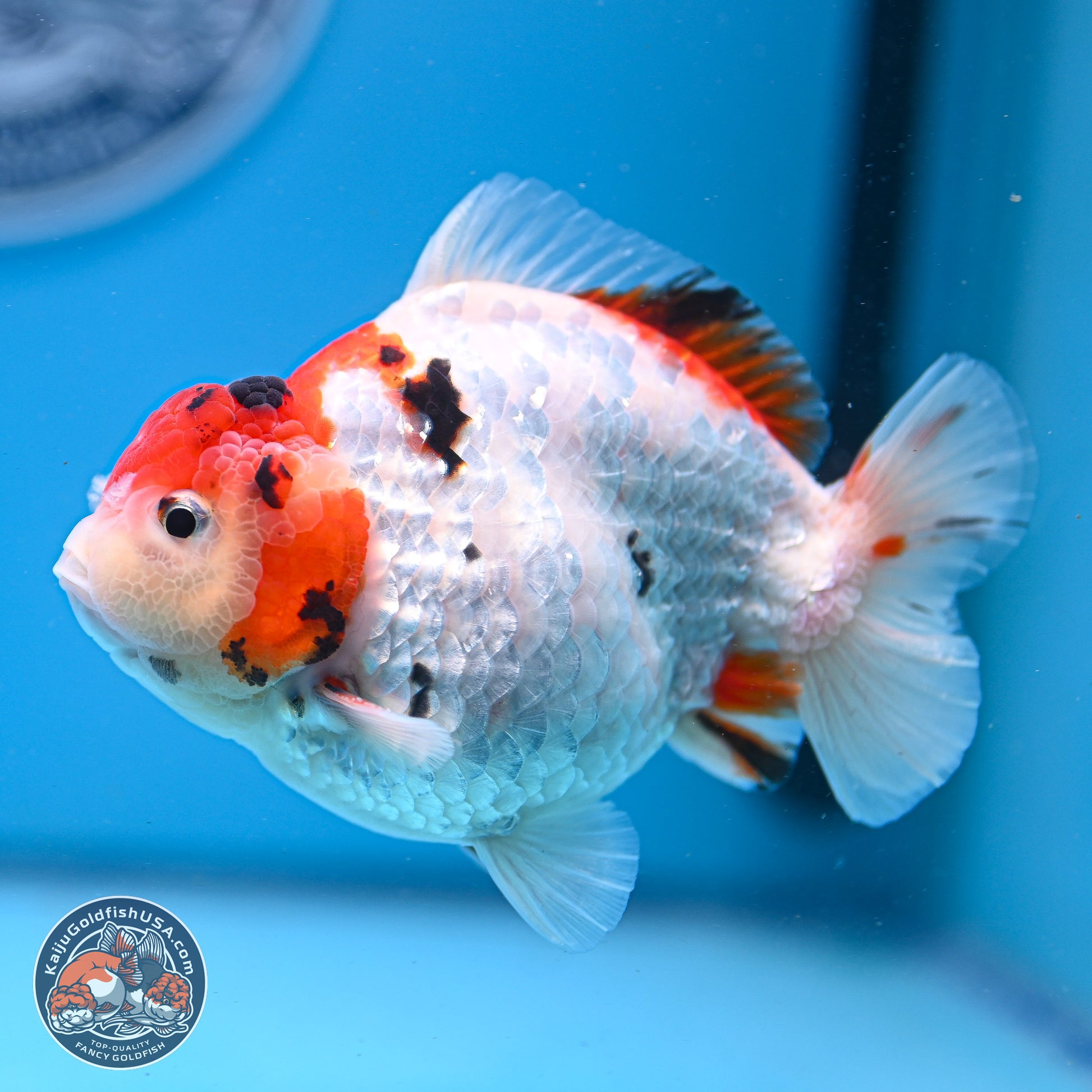 Tricolor YuanBao Oranda 4-5 inches (240920_OR05) - Kaiju Goldfish USA