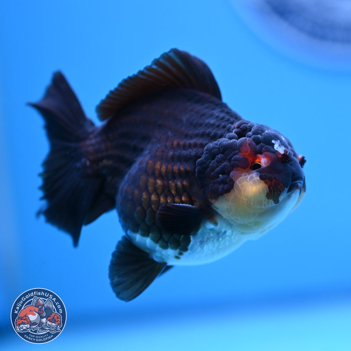 Panda YuanBao Oranda 3.5 inches Body - Male (250103_OR05) - Kaiju Goldfish USA