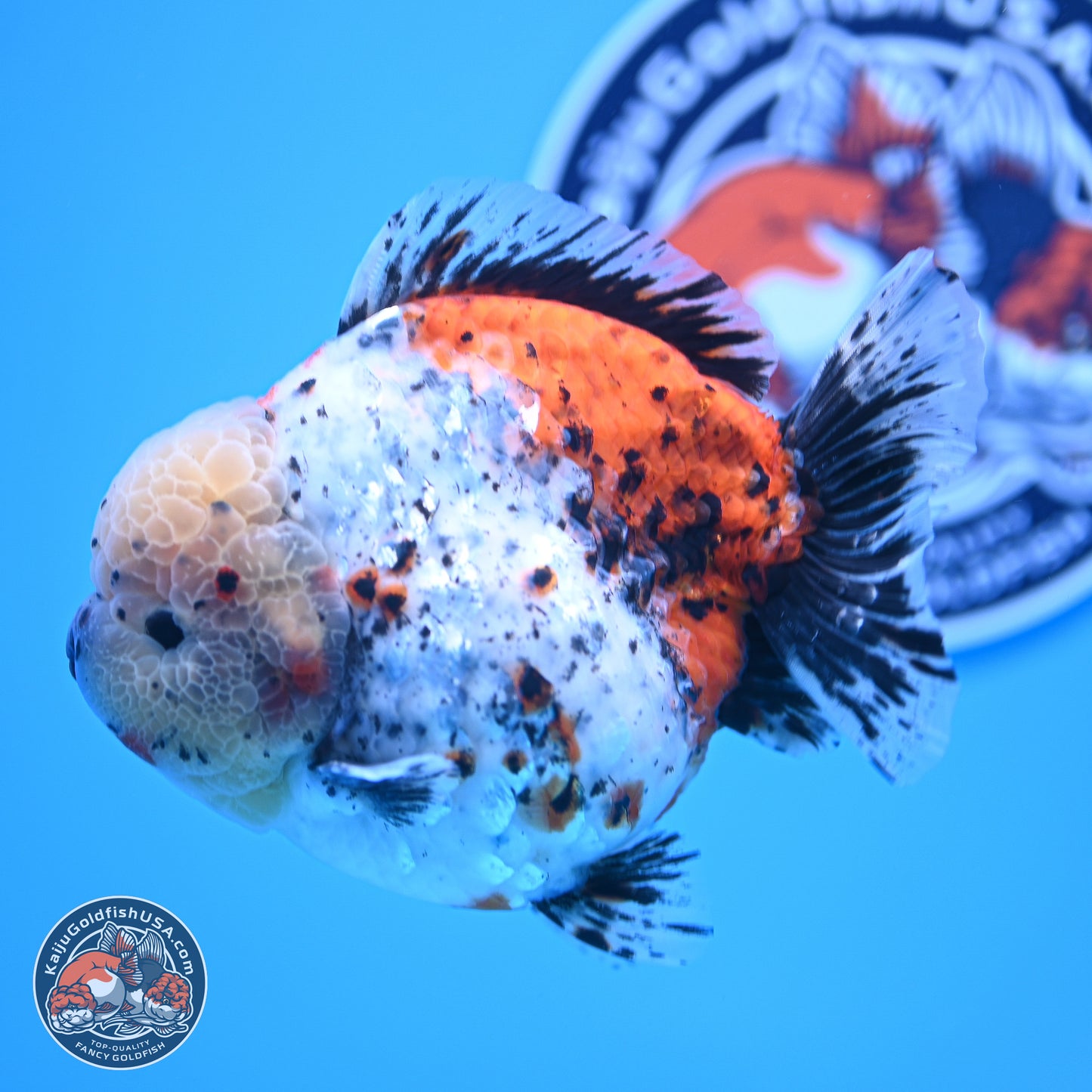 Jumbo Shogun Godzilla Calico Oranda 5in Body (240823_OR5) - Overnight shipping only - Kaiju Goldfish USA