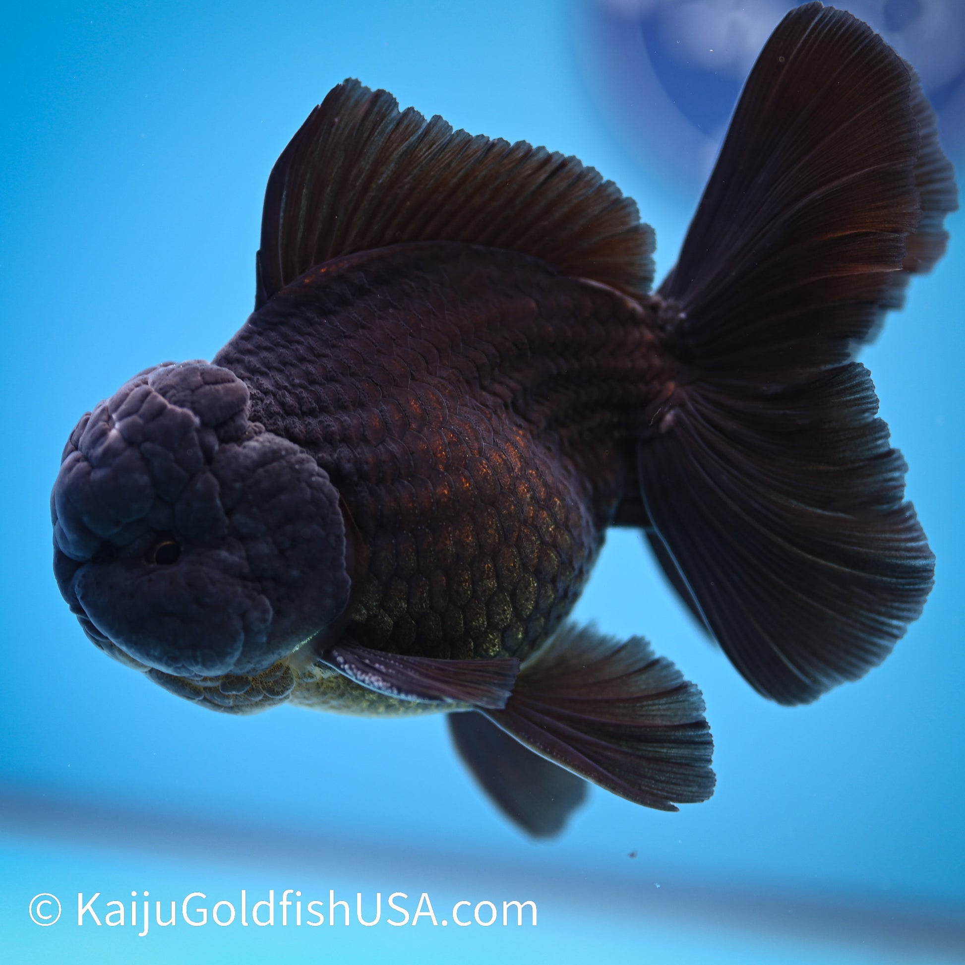 Jet Black Rose Tail Oranda 4.5-5 inches (240322_OR5) - Kaiju Goldfish USA