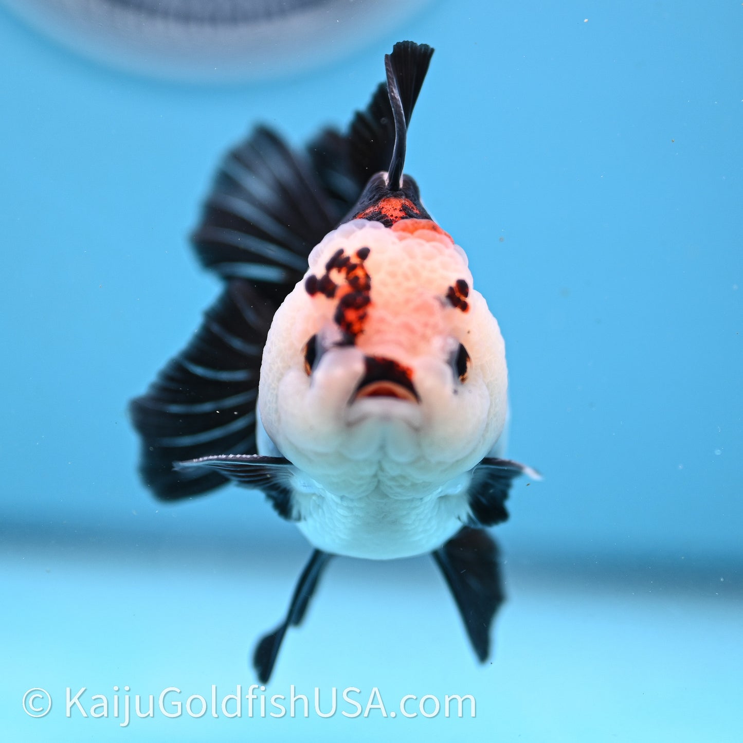 Tricolor Rose Tail YuanBao Oranda 3in body (240726_OR05) - Kaiju Goldfish USA