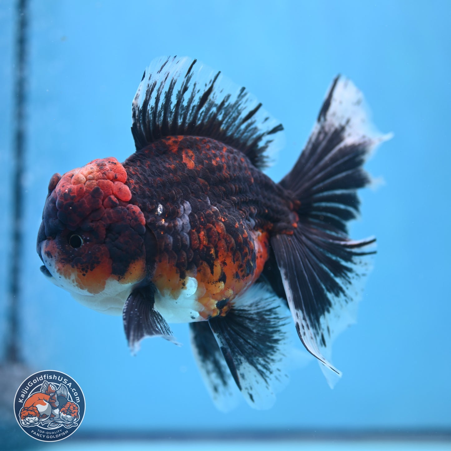 Red Kirin Rose Tail Oranda 6.5 inches - Male (241115_OR05) - Kaiju Goldfish USA