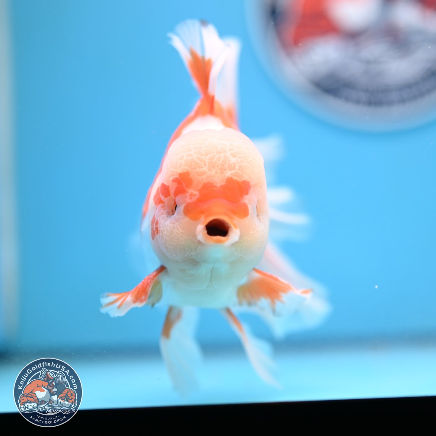 Red White Rose Tail Oranda 4-6.5 inches (240906_OR05) - Kaiju Goldfish USA