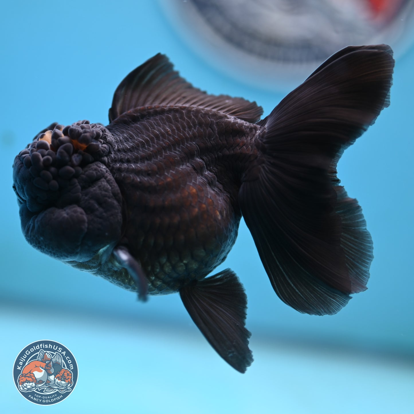 Marbled Wen Black Rose Tail Oranda 3 inches Body - Male (250117_OR05) - Kaiju Goldfish USA