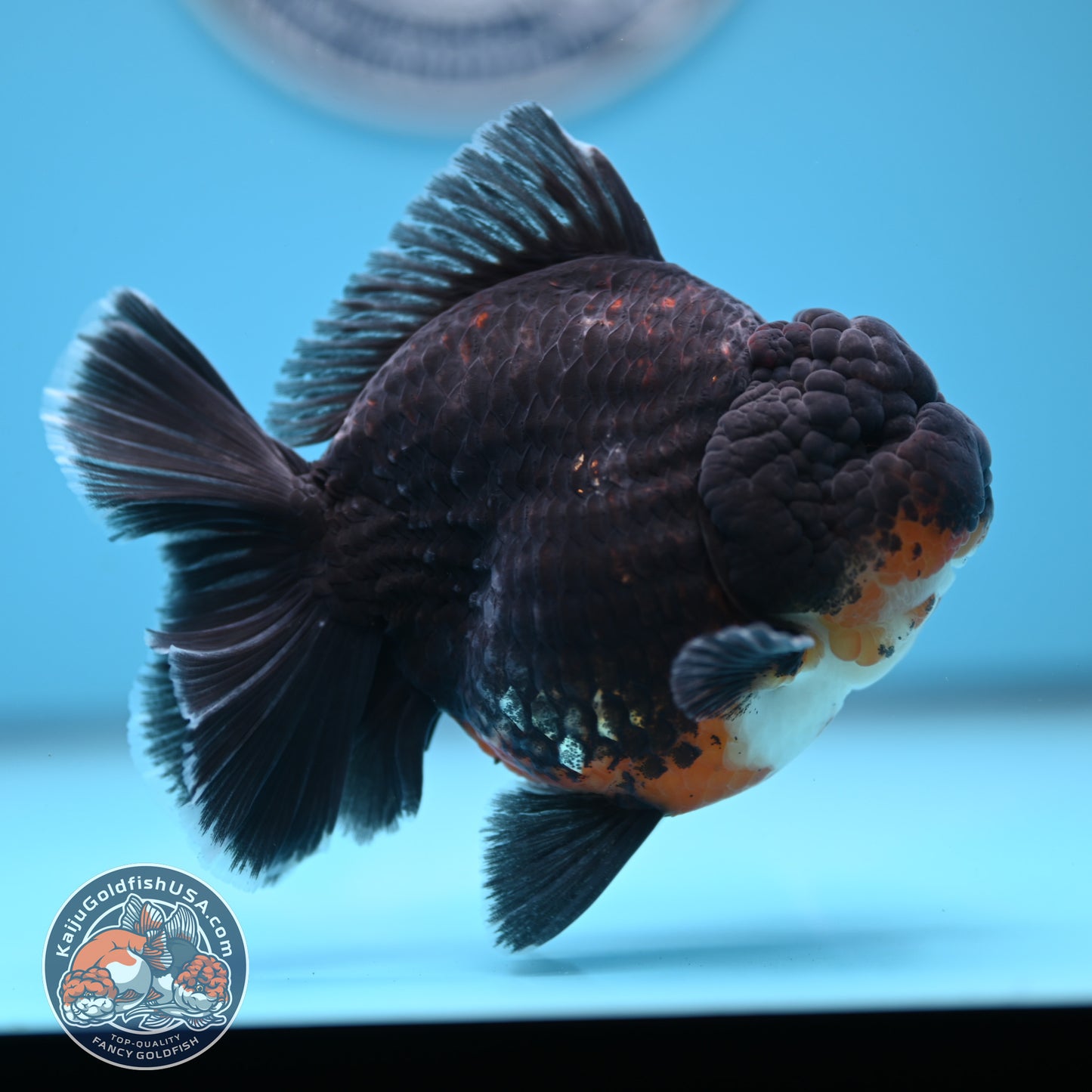Kirin Oranda 4 inches Body (250530_OR05)