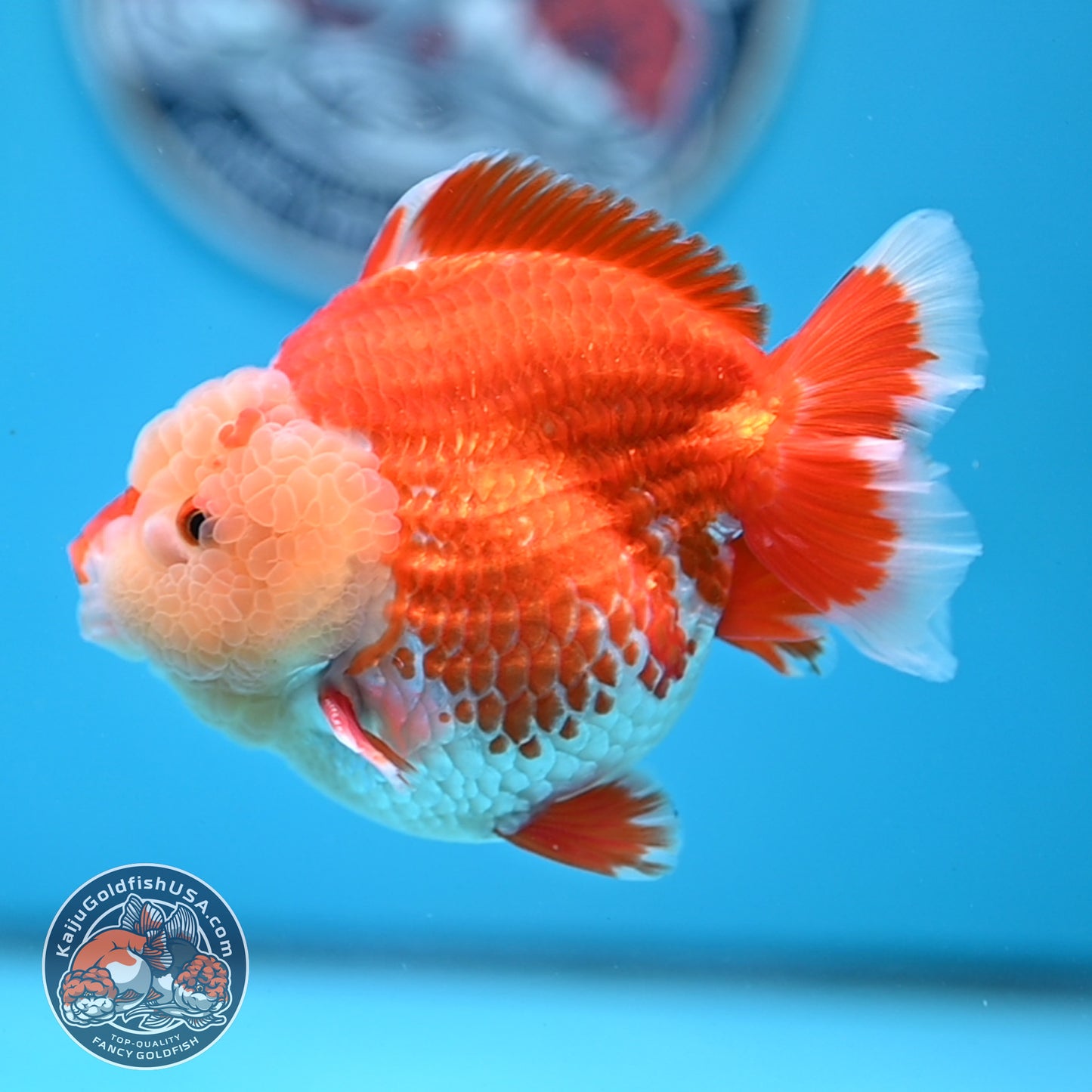 Chicken Face Red White Oranda 4 inches Body (250523_OR05)