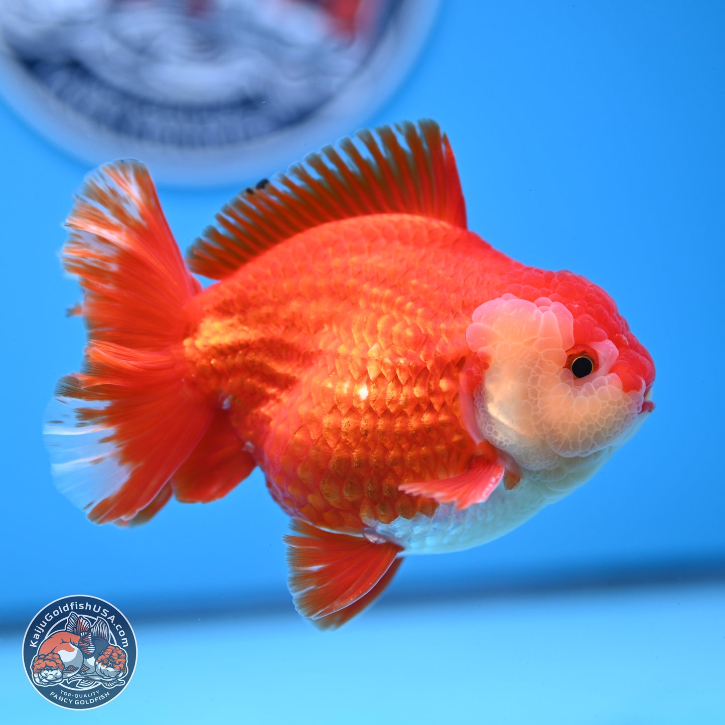 Red White YuanBao Oranda 3.5 inches Body - Male (250228_OR05)