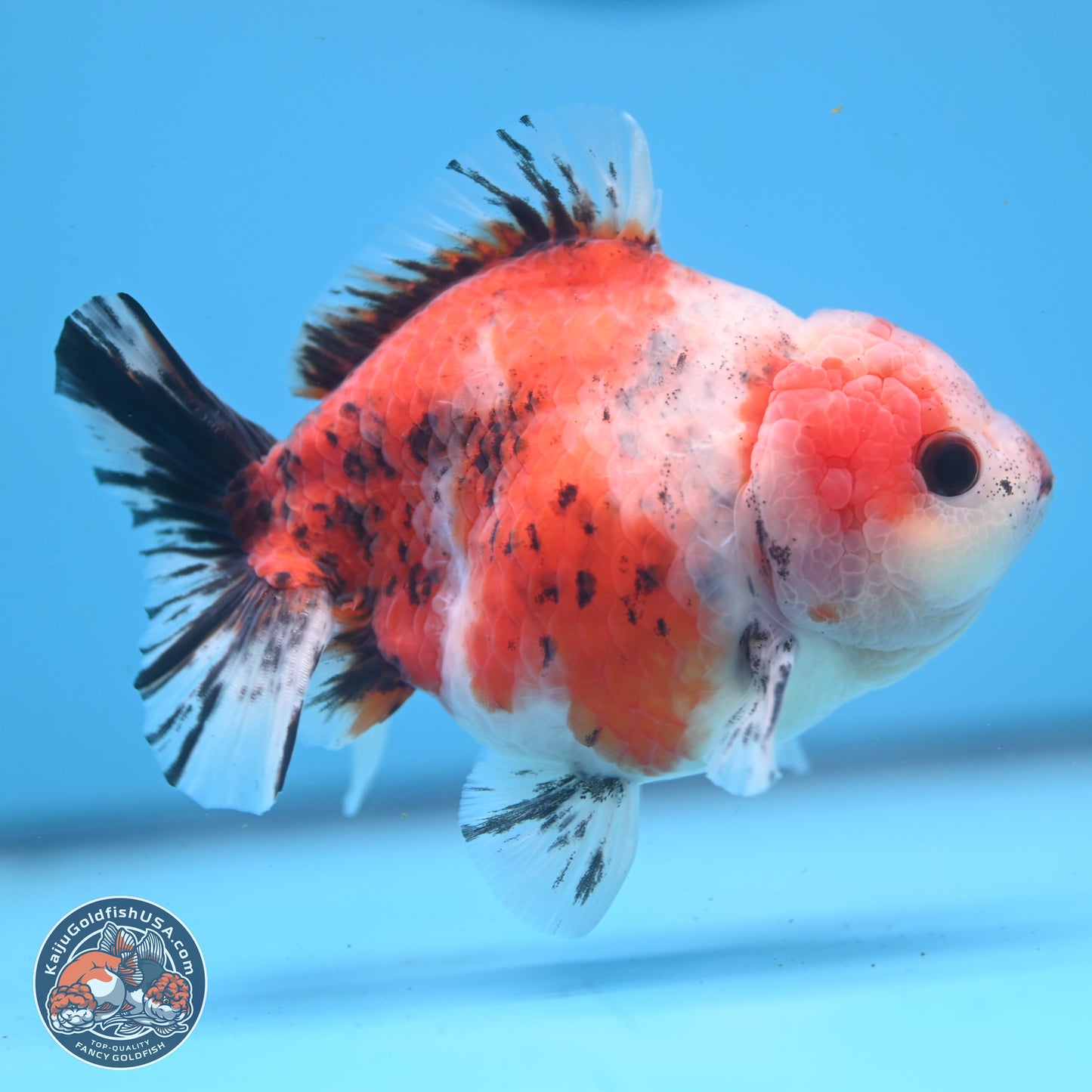 Tricolor Sakura YuanBao Oranda 5 inches - Male (241122_OR05) - Kaiju Goldfish USA