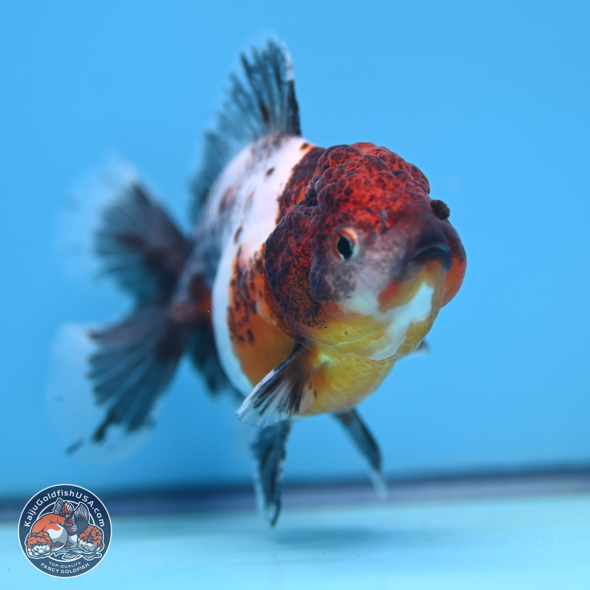 Shogun Calico Oranda 3.5-4 inches (241004_OR05) - Kaiju Goldfish USA