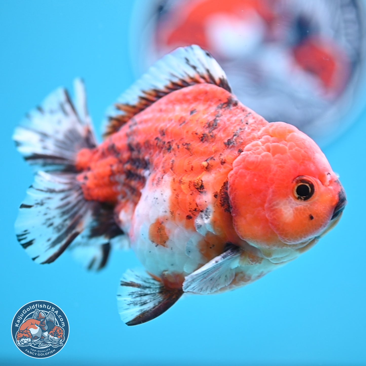 Tricolor Tiger YuanBao Oranda 5 inches - Male (241129_OR05) - Kaiju Goldfish USA