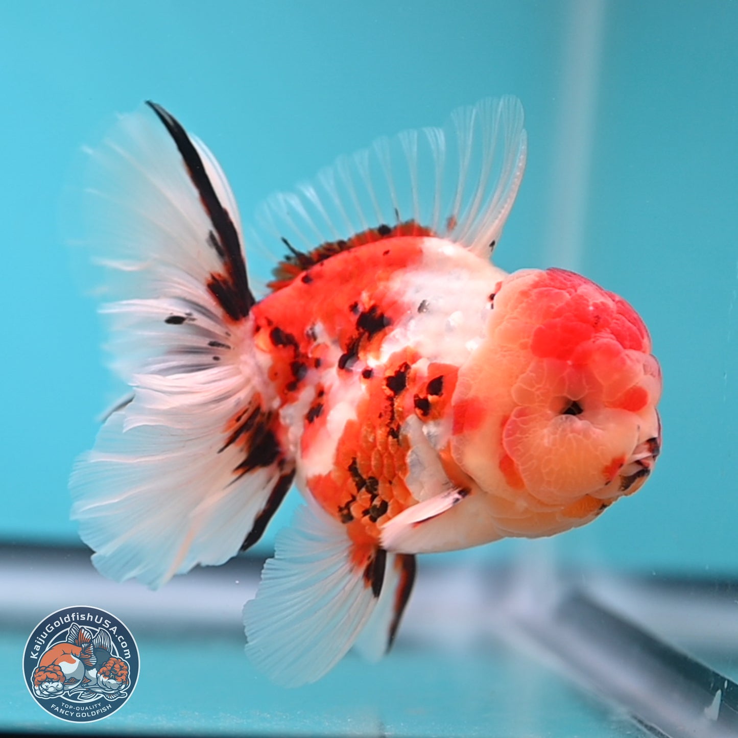 Tricolor Tiger Rose Tail Oranda 3.75 inches Body - Male (250207_OR05)