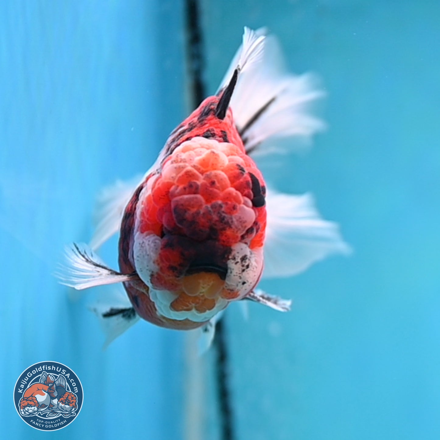 Tricolor Tiger Rose Tail Oranda 4 inches Body - Male (250404_OR05)