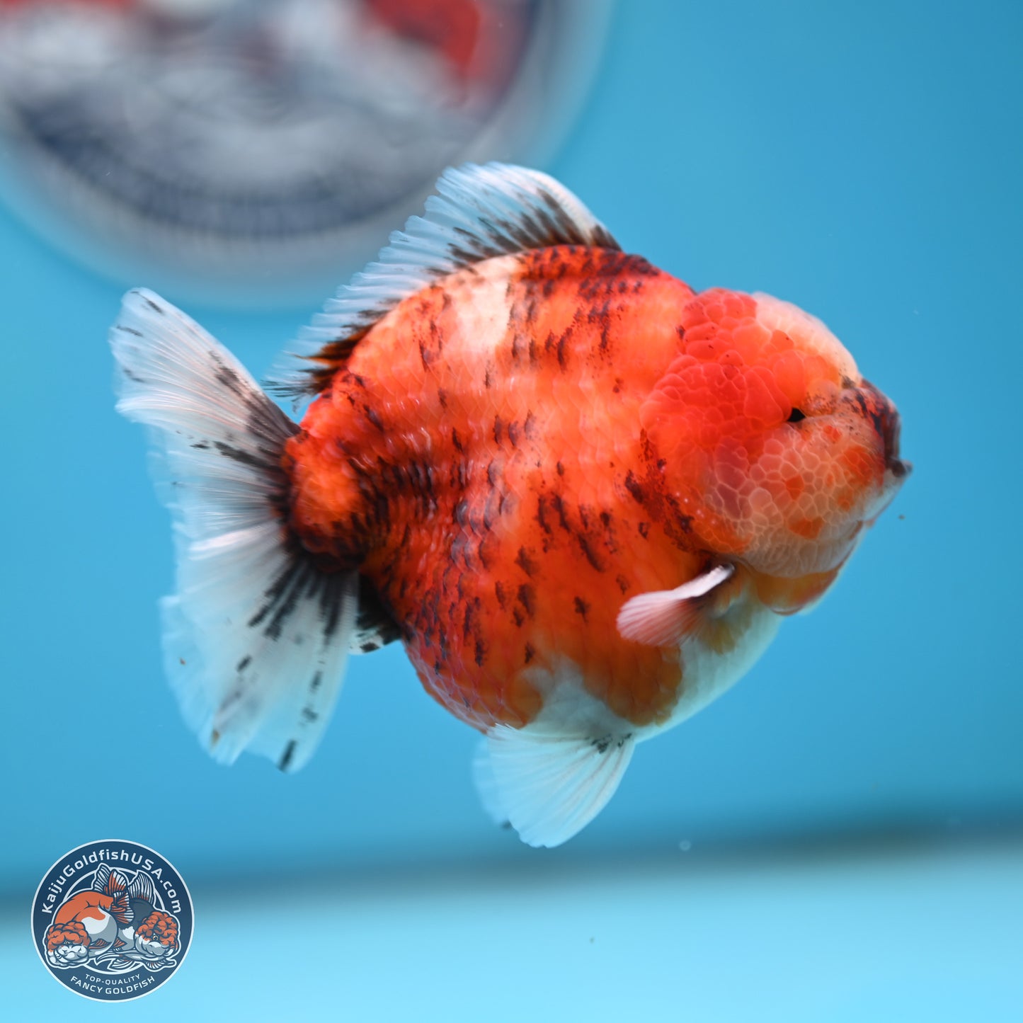 Tricolor Tiger YuanBao Oranda 3.25 inches Body - Male (250321_OR05)