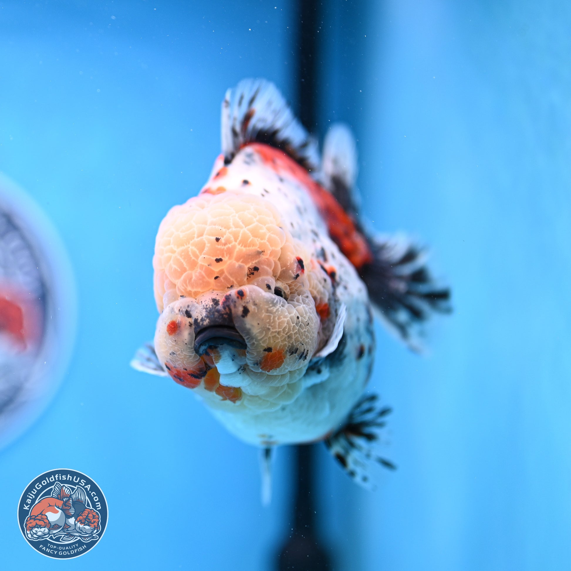 Jumbo Shogun Godzilla Calico Oranda 5in Body (240823_OR5) - Overnight shipping only - Kaiju Goldfish USA