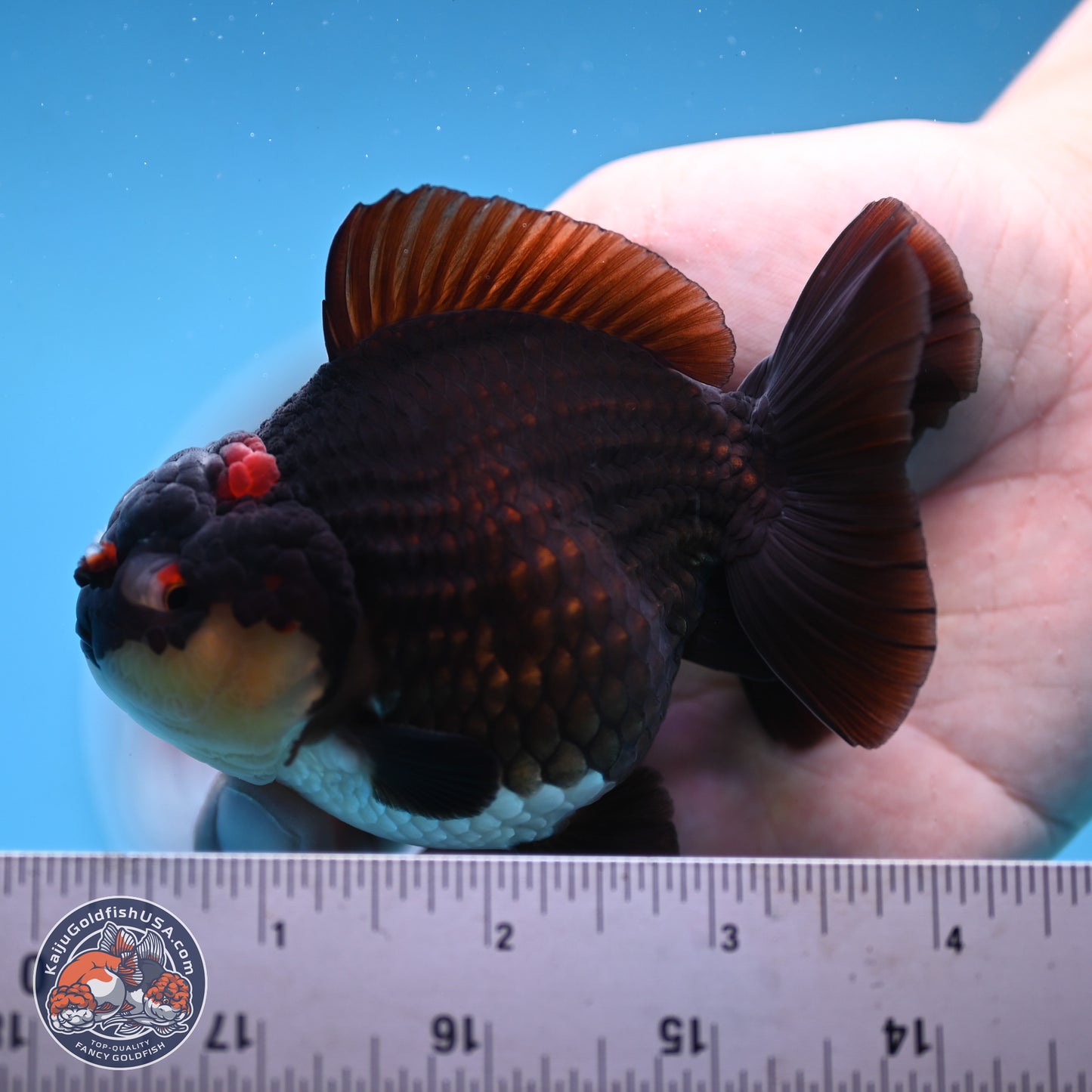 Panda YuanBao Oranda 3.5 inches Body - Male (250103_OR05) - Kaiju Goldfish USA