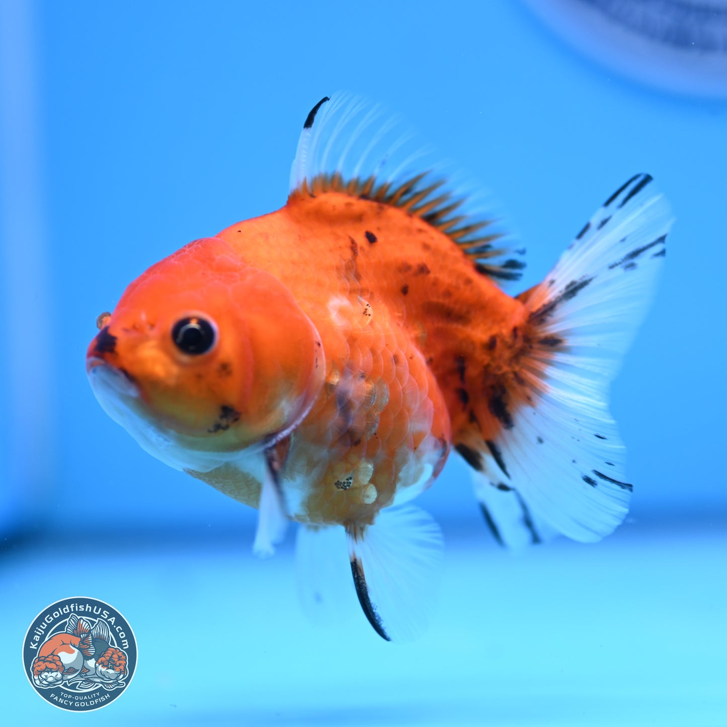 Calico Oranda 3.25in Body (240816_OR5) - Kaiju Goldfish USA