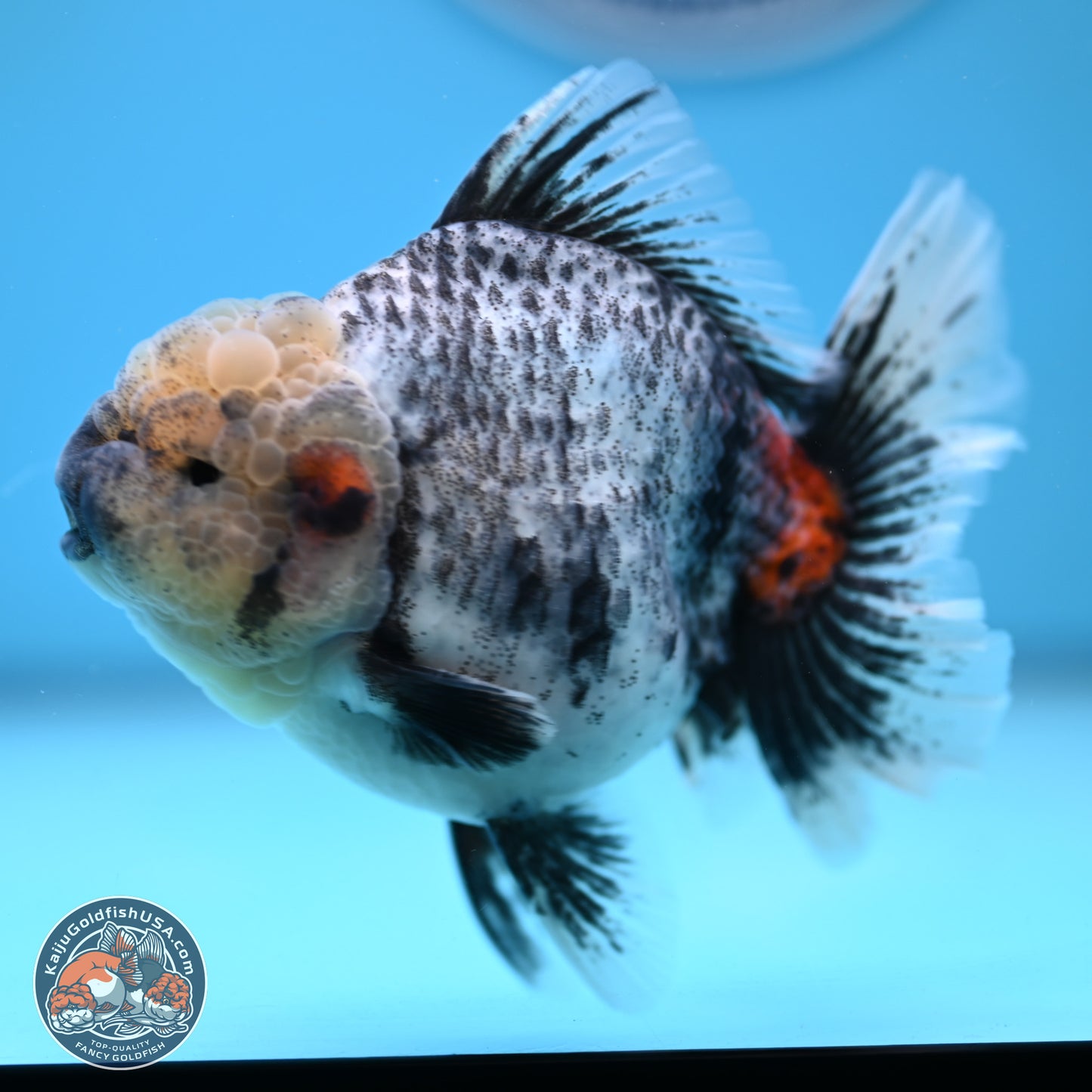 White Tiger Rose Tail Oranda 4.7 inches (241025_OR05) - Kaiju Goldfish USA