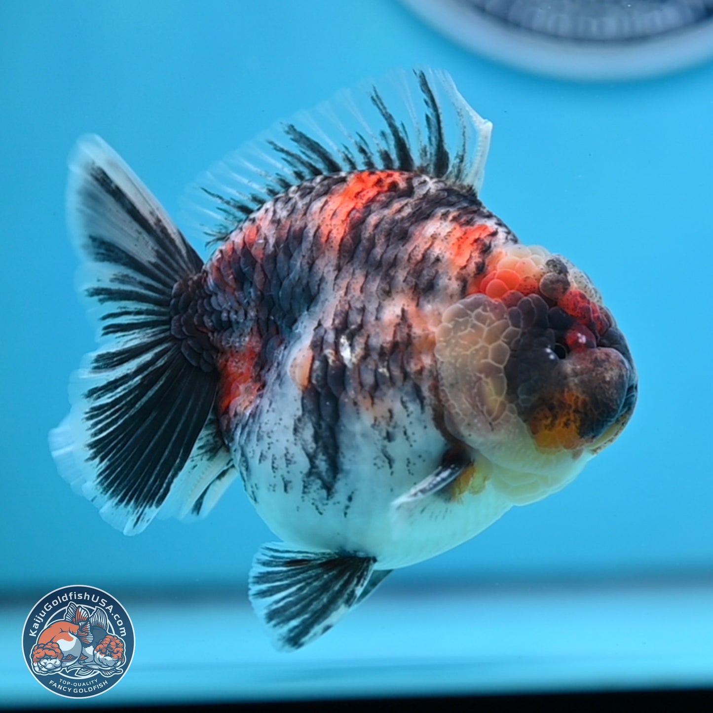 Tricolor Tiger YuanBao Oranda 3.75 inches Body - Male (250307_OR05)