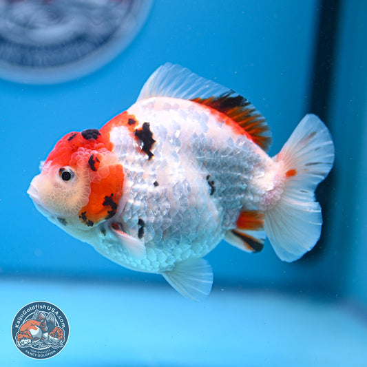 Tricolor YuanBao Oranda 4-5 inches (240920_OR05) - Kaiju Goldfish USA