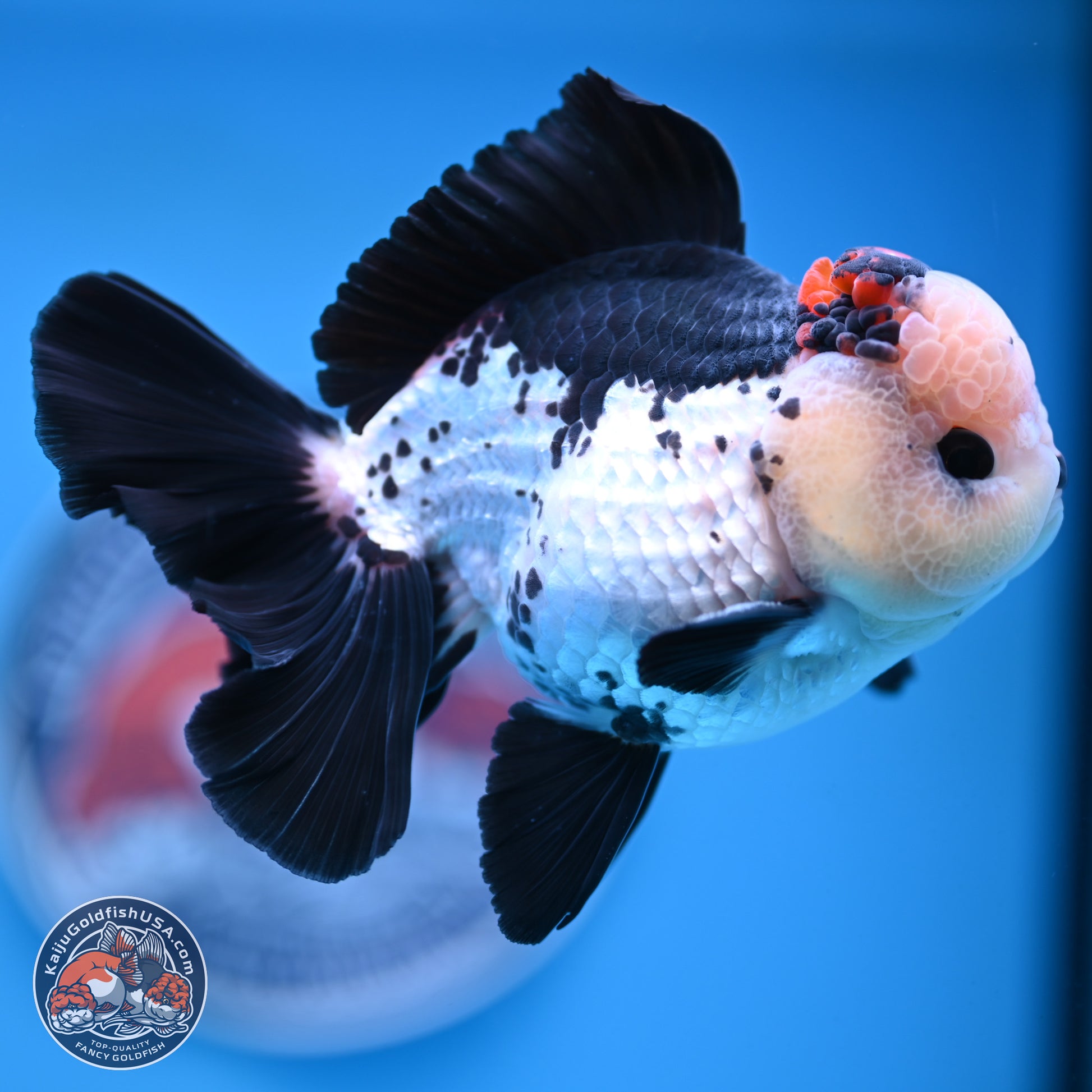 Tricolor Rose Tail Oranda 4.7 inches (241101_OR05) - Kaiju Goldfish USA