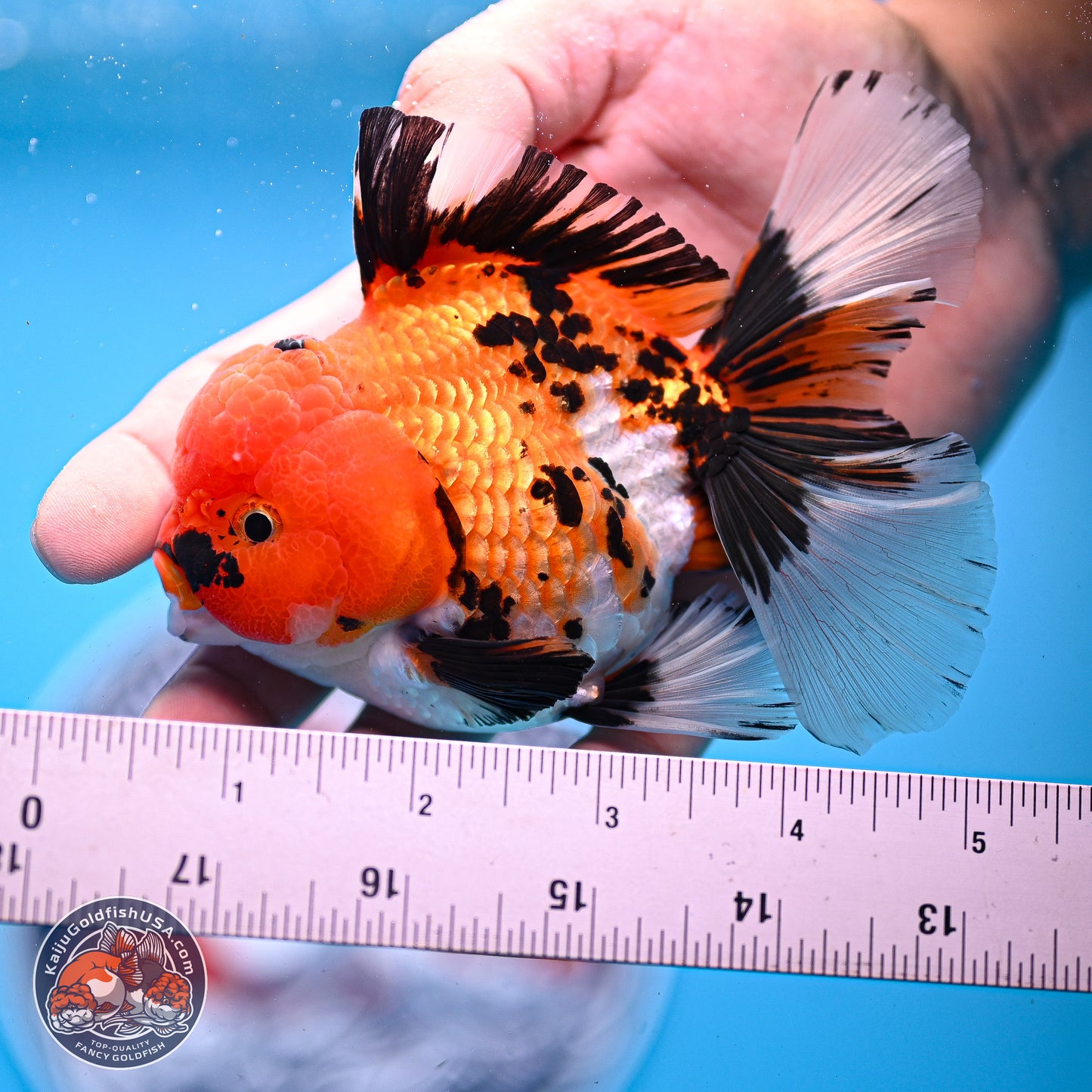 Tricolor Rose Tail Oranda 3in Body (240830_OR05) - Kaiju Goldfish USA