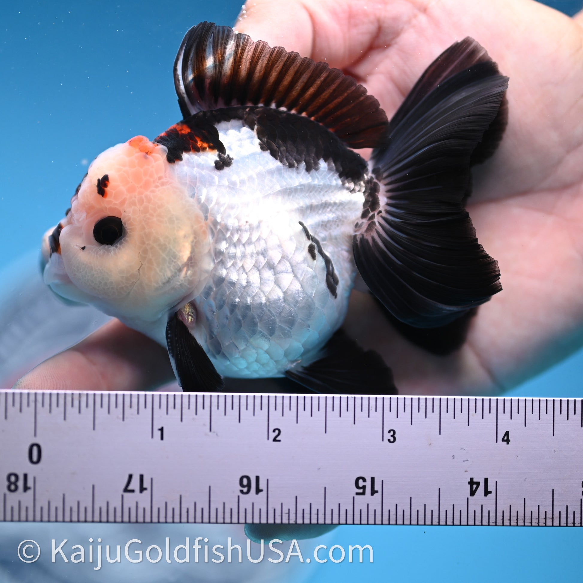 Tricolor Rose Tail YuanBao Oranda 3in body (240726_OR05) - Kaiju Goldfish USA