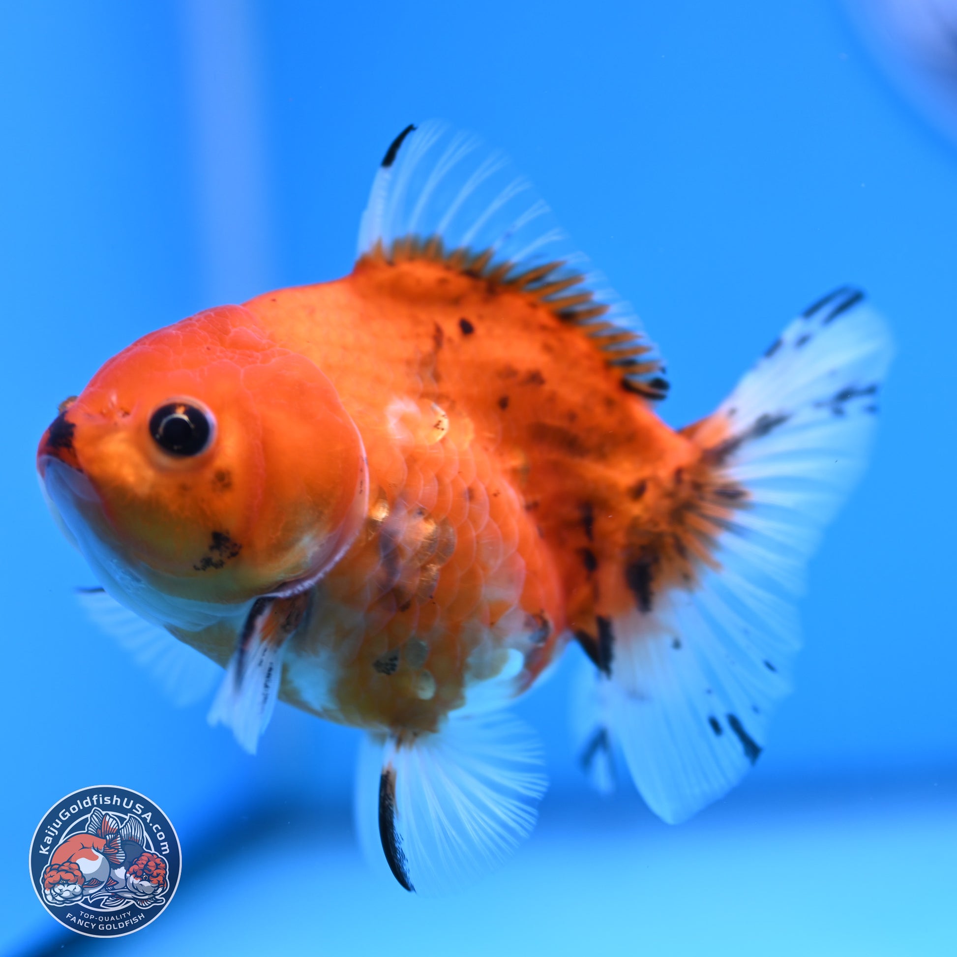 Calico Oranda 3.25in Body (240816_OR5) - Kaiju Goldfish USA