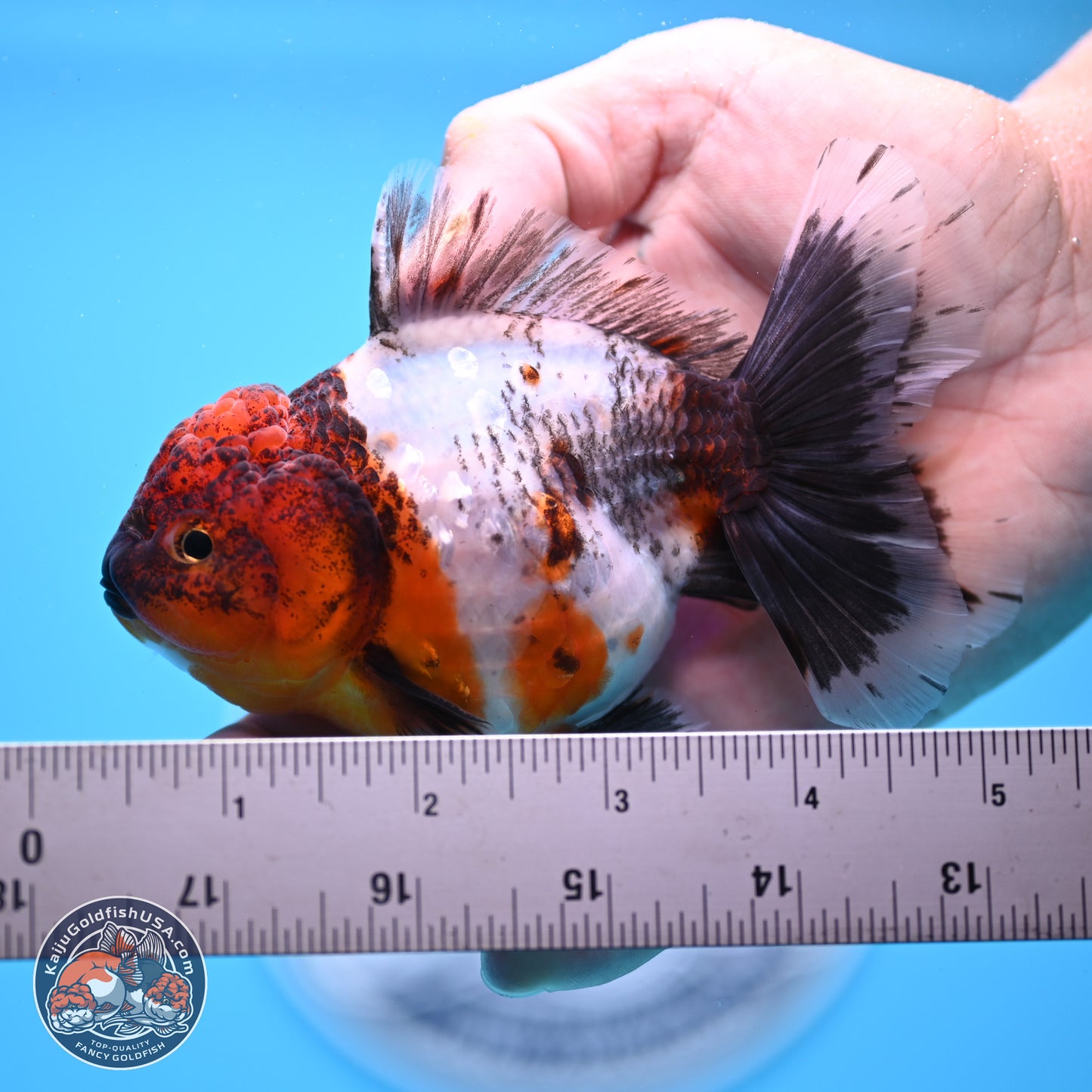 Shogun Calico Oranda 3.5-4 inches (241004_OR05) - Kaiju Goldfish USA