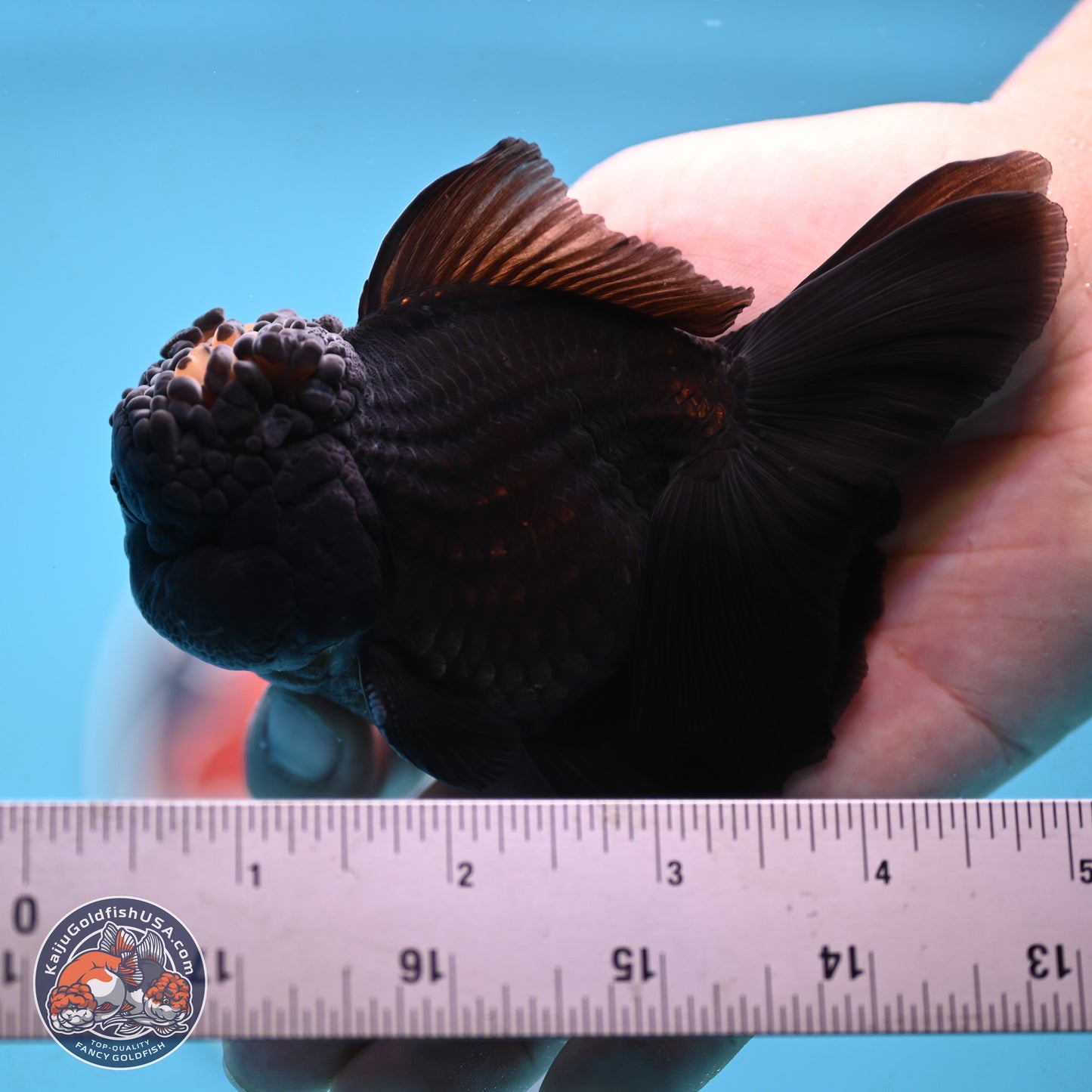 Marbled Wen Black Rose Tail Oranda 3 inches Body - Male (250117_OR05) - Kaiju Goldfish USA