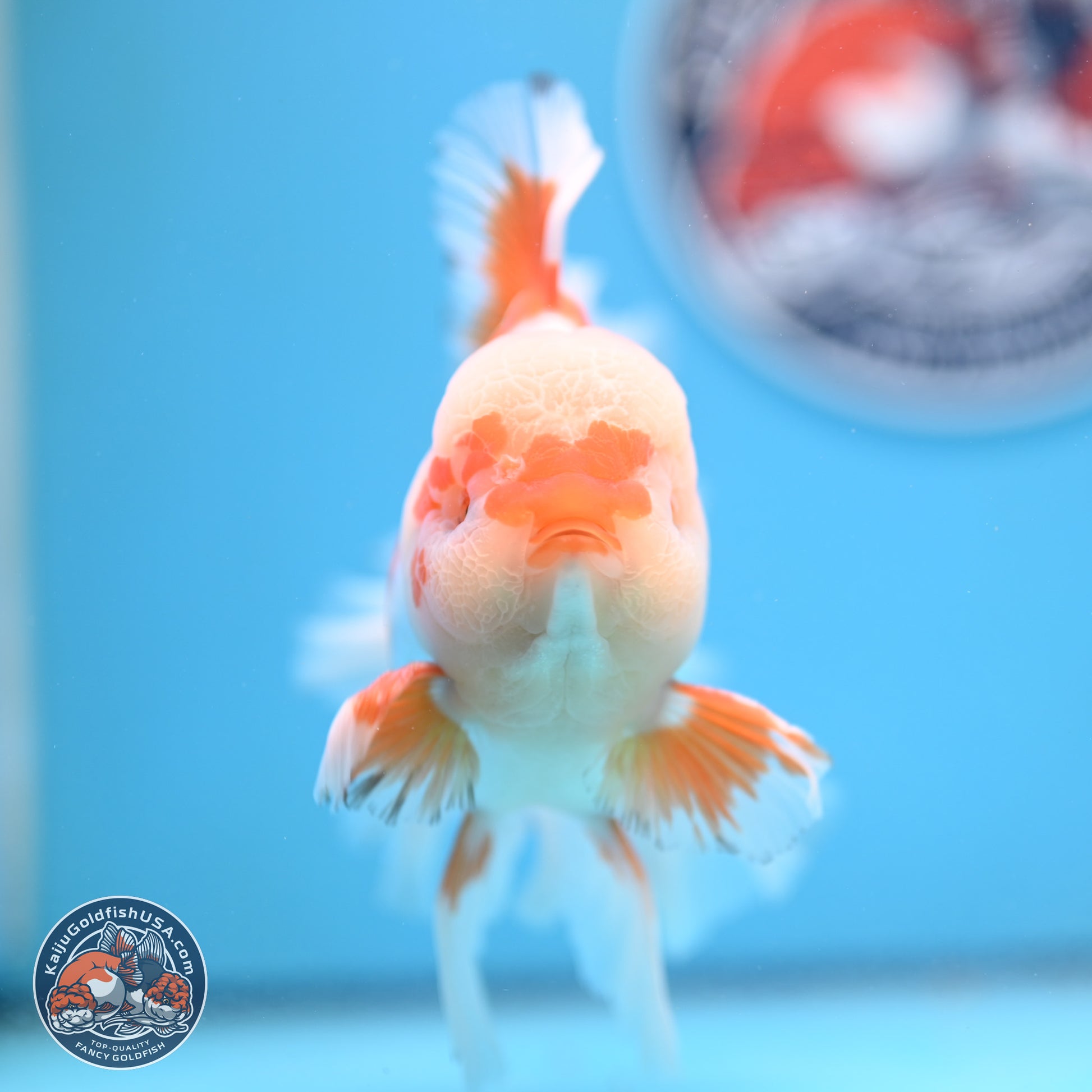 Red White Rose Tail Oranda 4-6.5 inches (240906_OR05) - Kaiju Goldfish USA