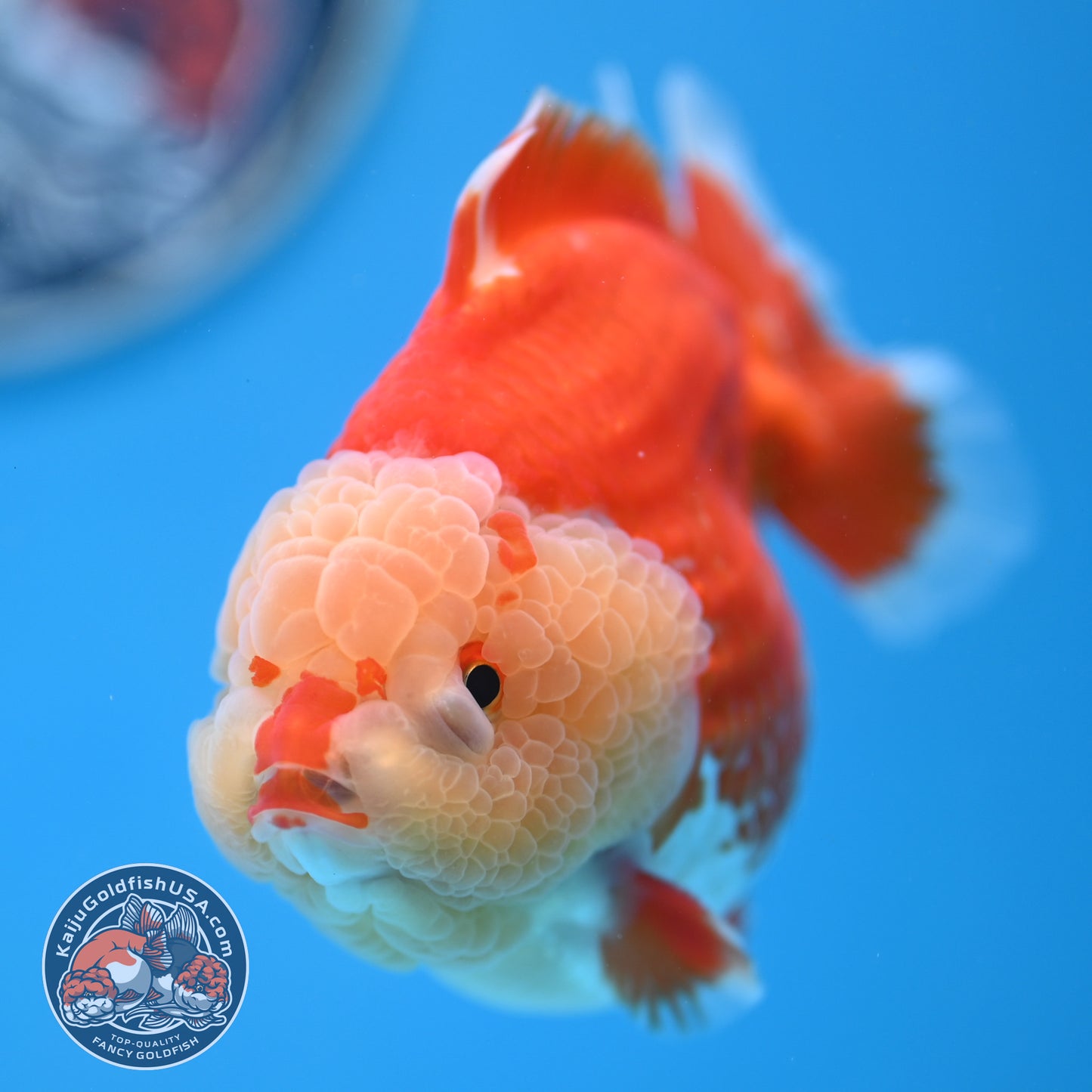 Chicken Face Red White Oranda 4 inches Body (250523_OR05)