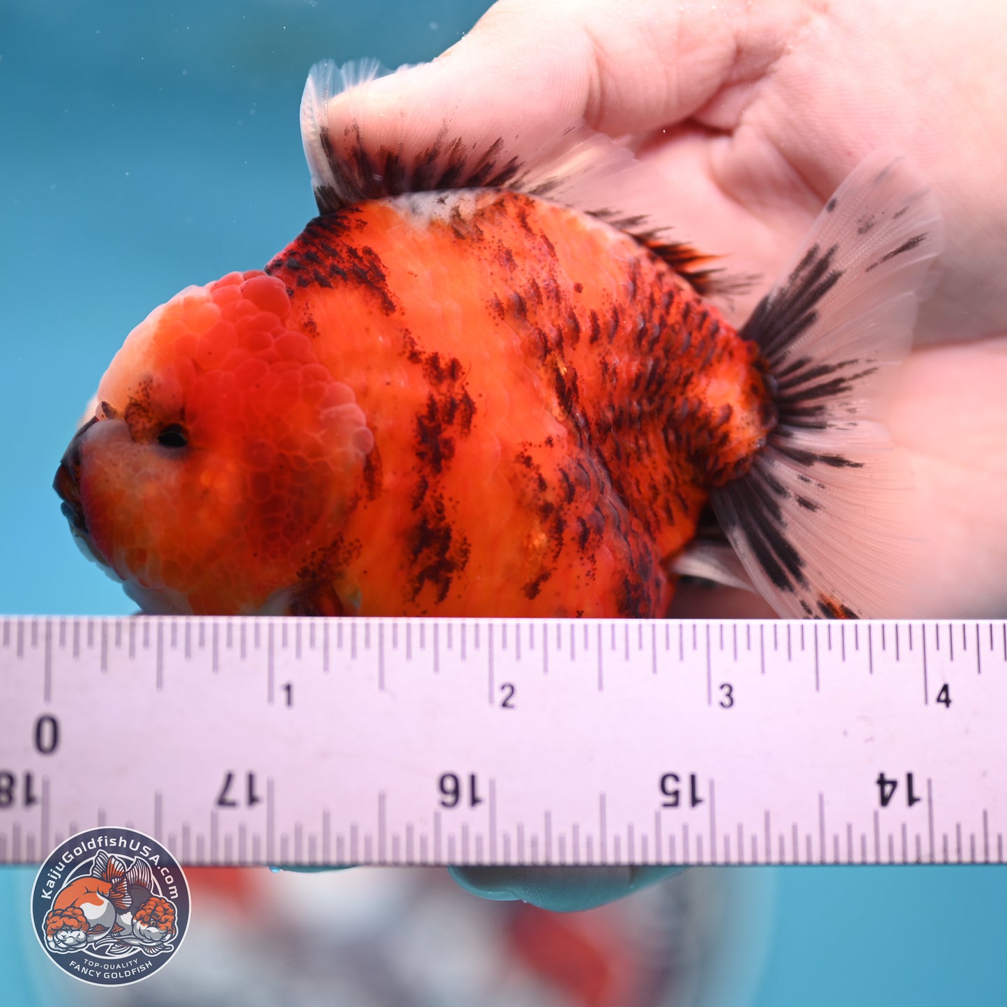 Tricolor Tiger YuanBao Oranda 3.25 inches Body - Male (250321_OR05)