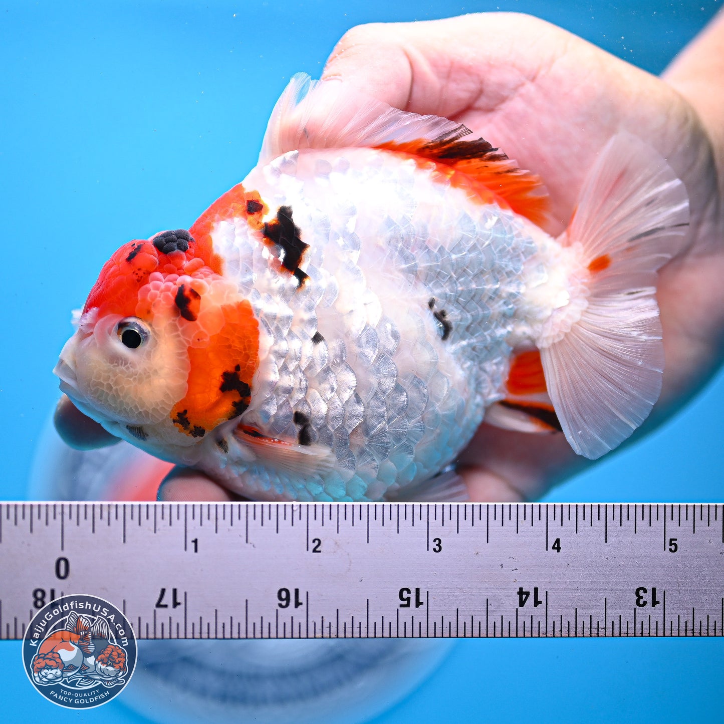 Tricolor YuanBao Oranda 4-5 inches (240920_OR05) - Kaiju Goldfish USA