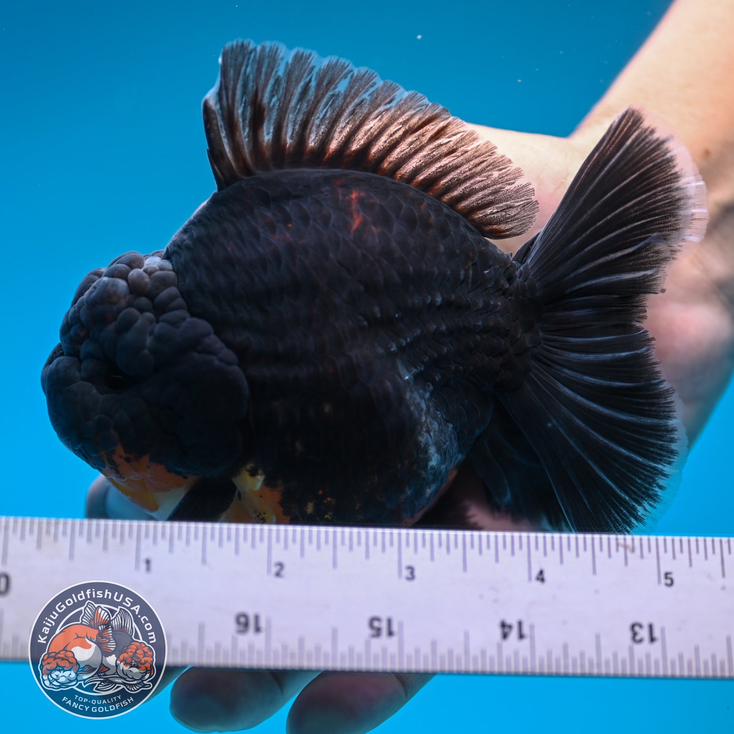 Kirin Oranda 4 inches Body (250530_OR05)