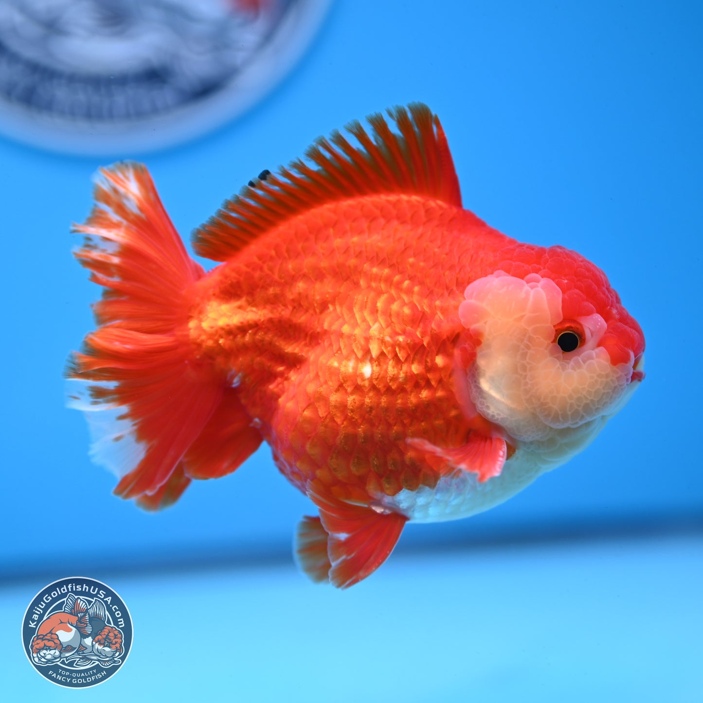 Red White YuanBao Oranda 3.5 inches Body - Male (250228_OR05)
