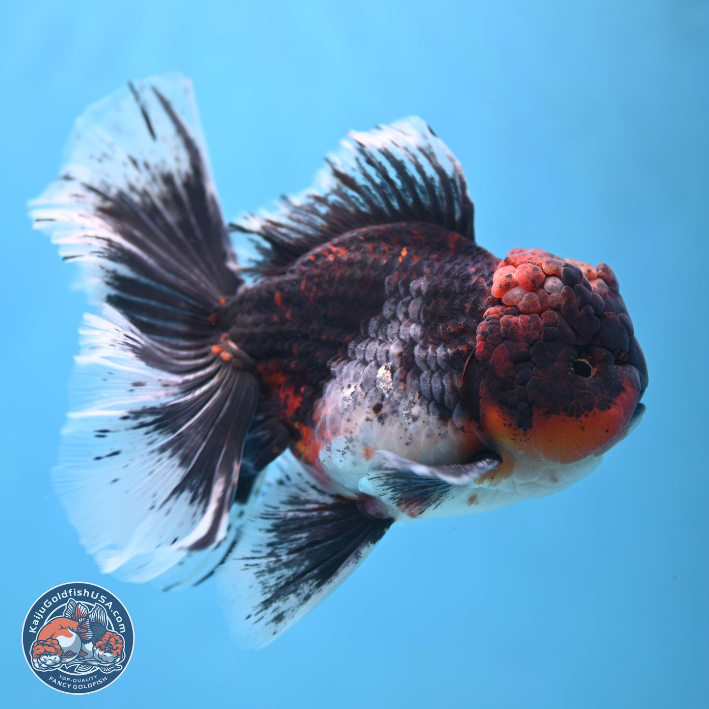 Red Kirin Rose Tail Oranda 6.5 inches - Male (241115_OR05) - Kaiju Goldfish USA