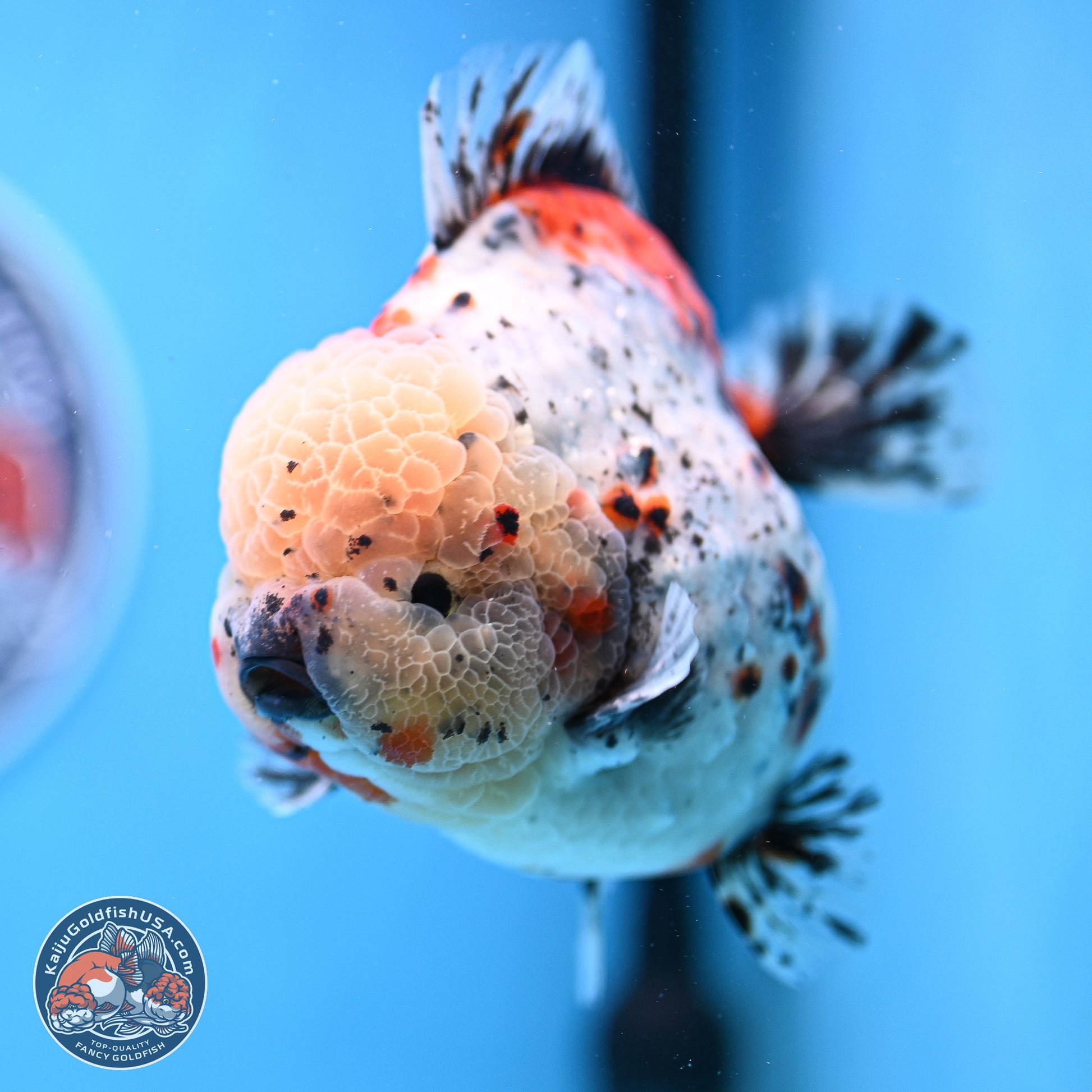 Jumbo Shogun Godzilla Calico Oranda 5in Body (240823_OR5) - Overnight shipping only - Kaiju Goldfish USA