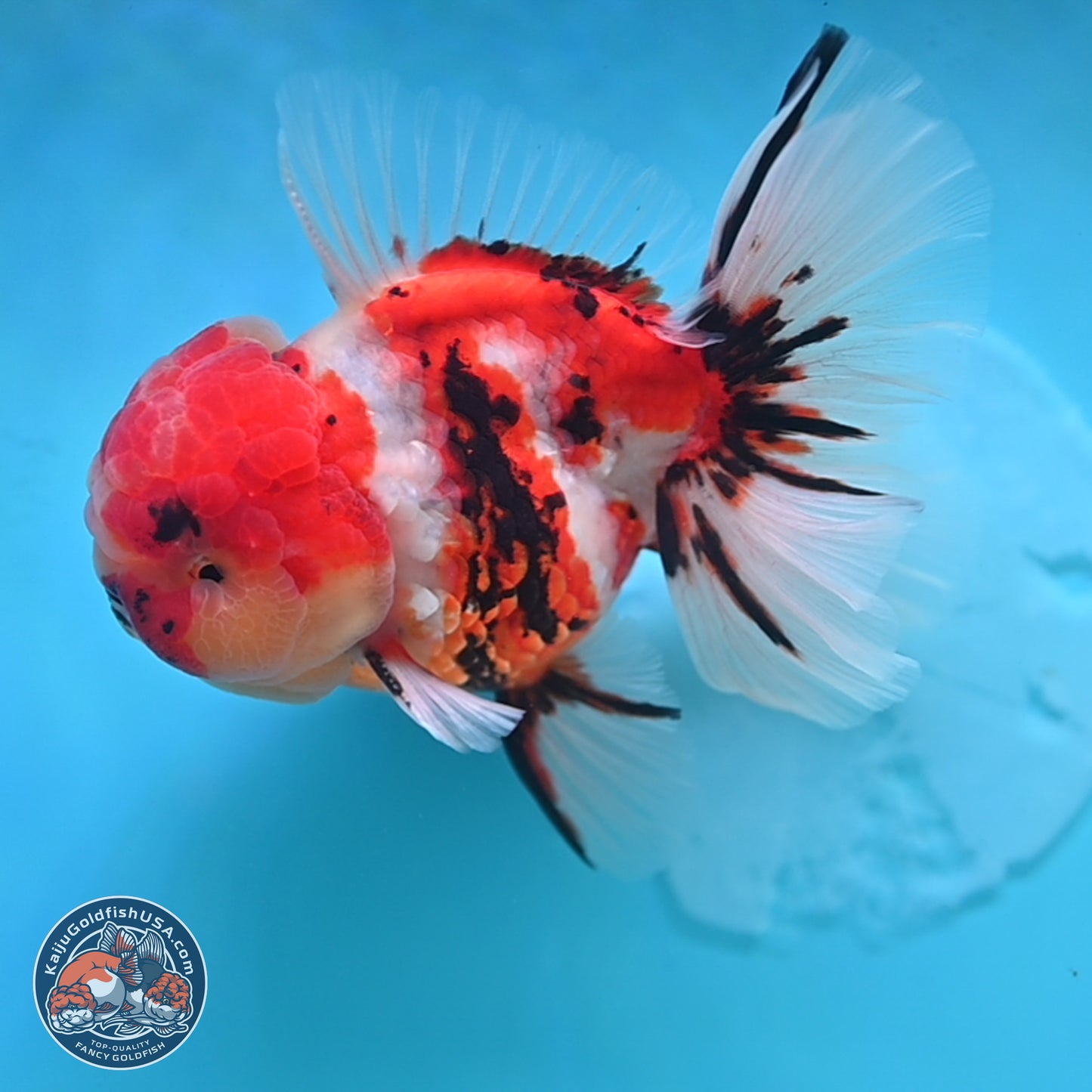 Tricolor Tiger Rose Tail Oranda 3.75 inches Body - Male (250207_OR05)