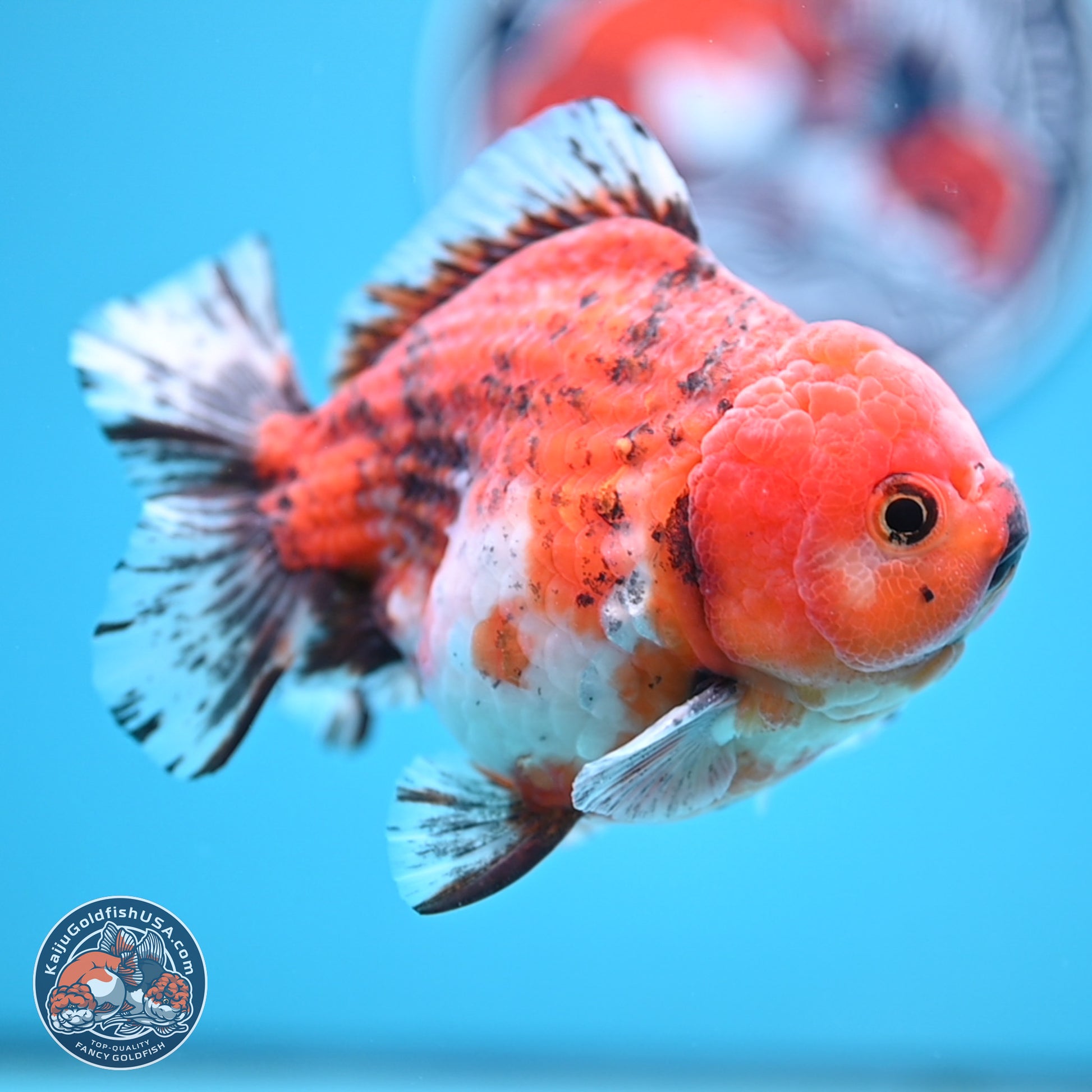 Tricolor Tiger YuanBao Oranda 5 inches - Male (241129_OR05) - Kaiju Goldfish USA