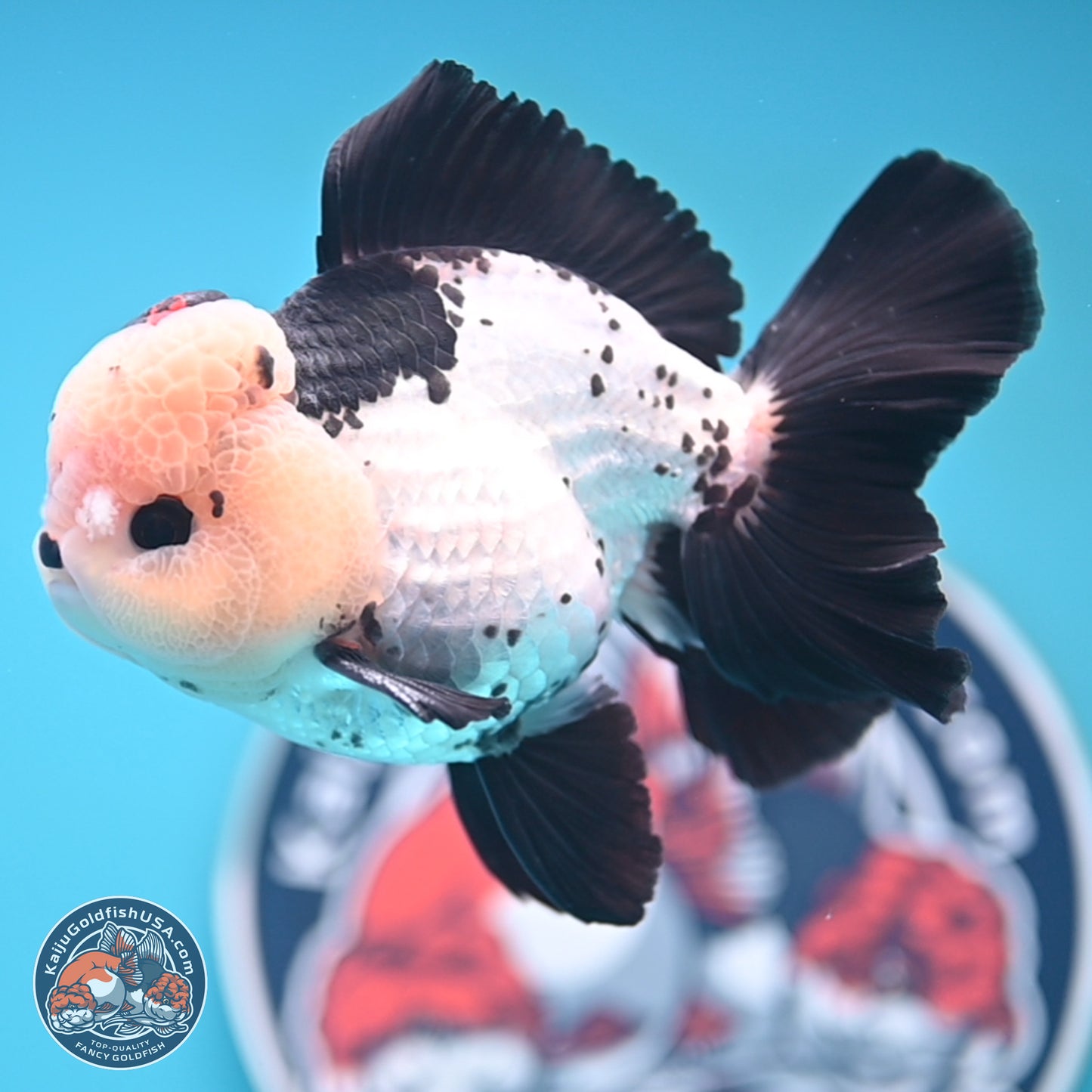 Tricolor Rose Tail Oranda 4.7 inches (241101_OR05) - Kaiju Goldfish USA