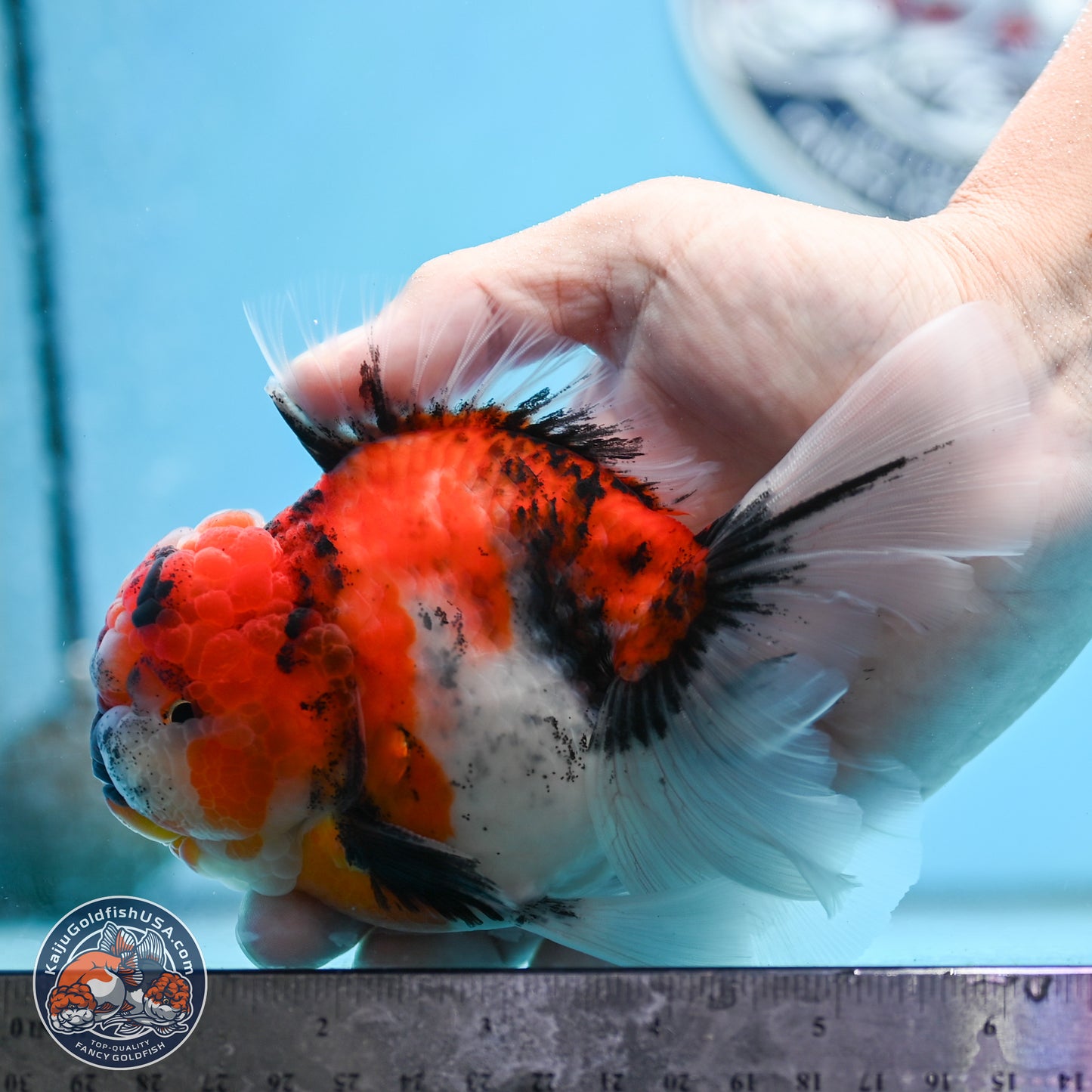 Tricolor Tiger Rose Tail Oranda 4 inches Body - Male (250404_OR05)