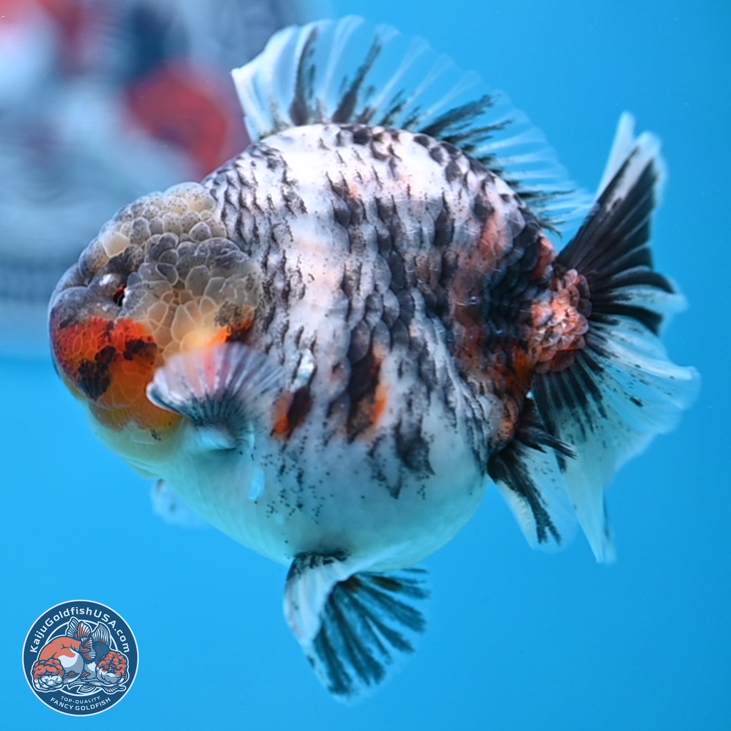 Tricolor Tiger YuanBao Oranda 3.75 inches Body - Male (250307_OR05)