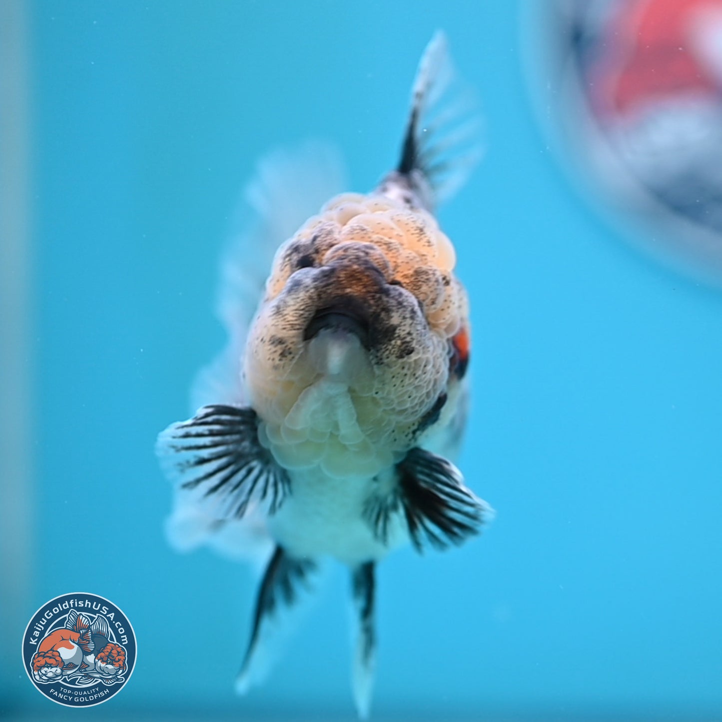 White Tiger Rose Tail Oranda 4.7 inches (241025_OR05) - Kaiju Goldfish USA