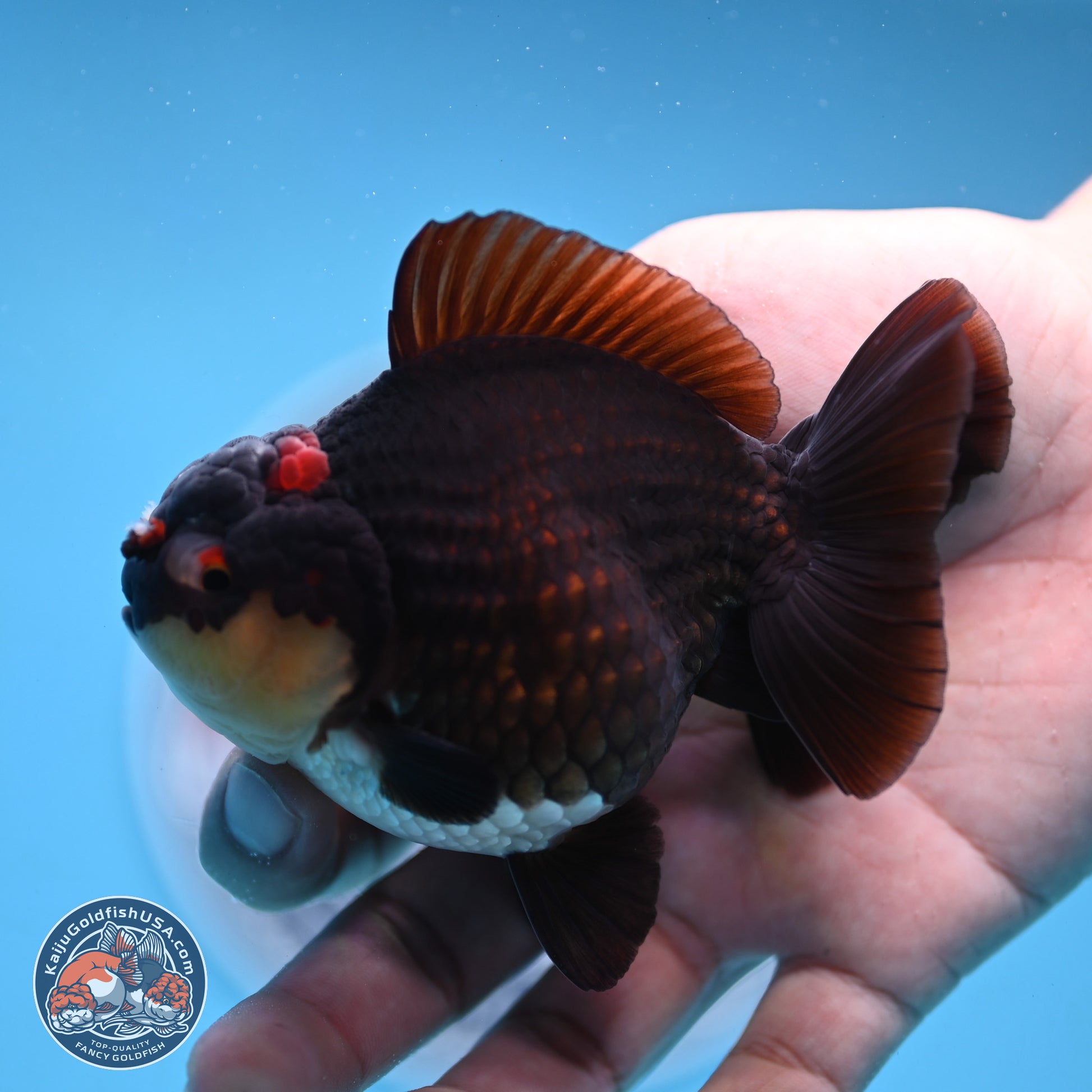 Panda YuanBao Oranda 3.5 inches Body - Male (250103_OR05) - Kaiju Goldfish USA