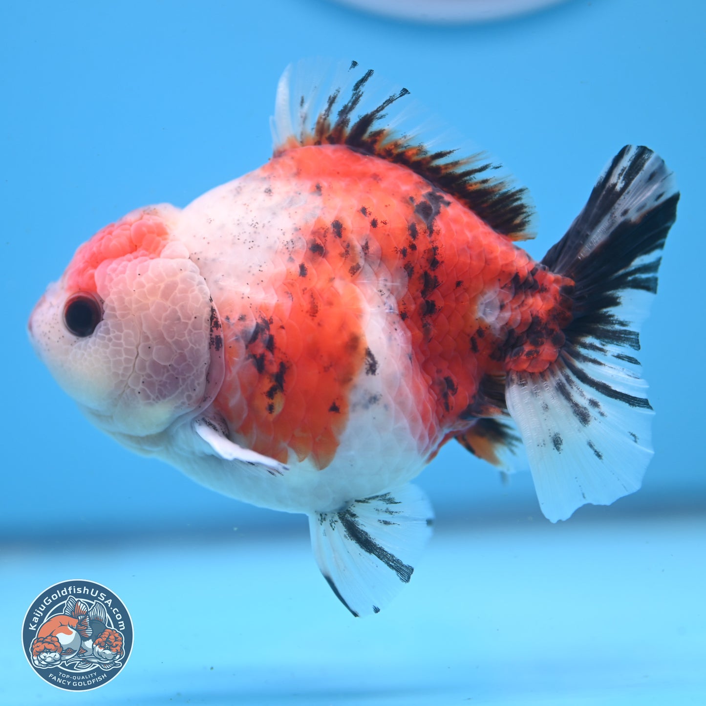 Tricolor Sakura YuanBao Oranda 5 inches - Male (241122_OR05) - Kaiju Goldfish USA