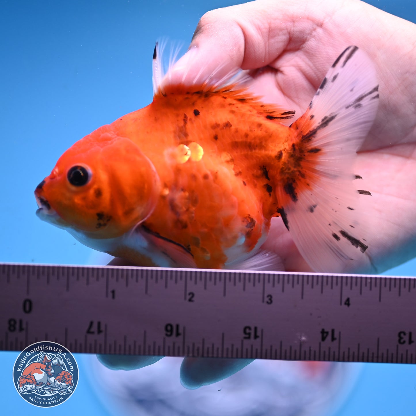 Calico Oranda 3.25in Body (240816_OR5) - Kaiju Goldfish USA