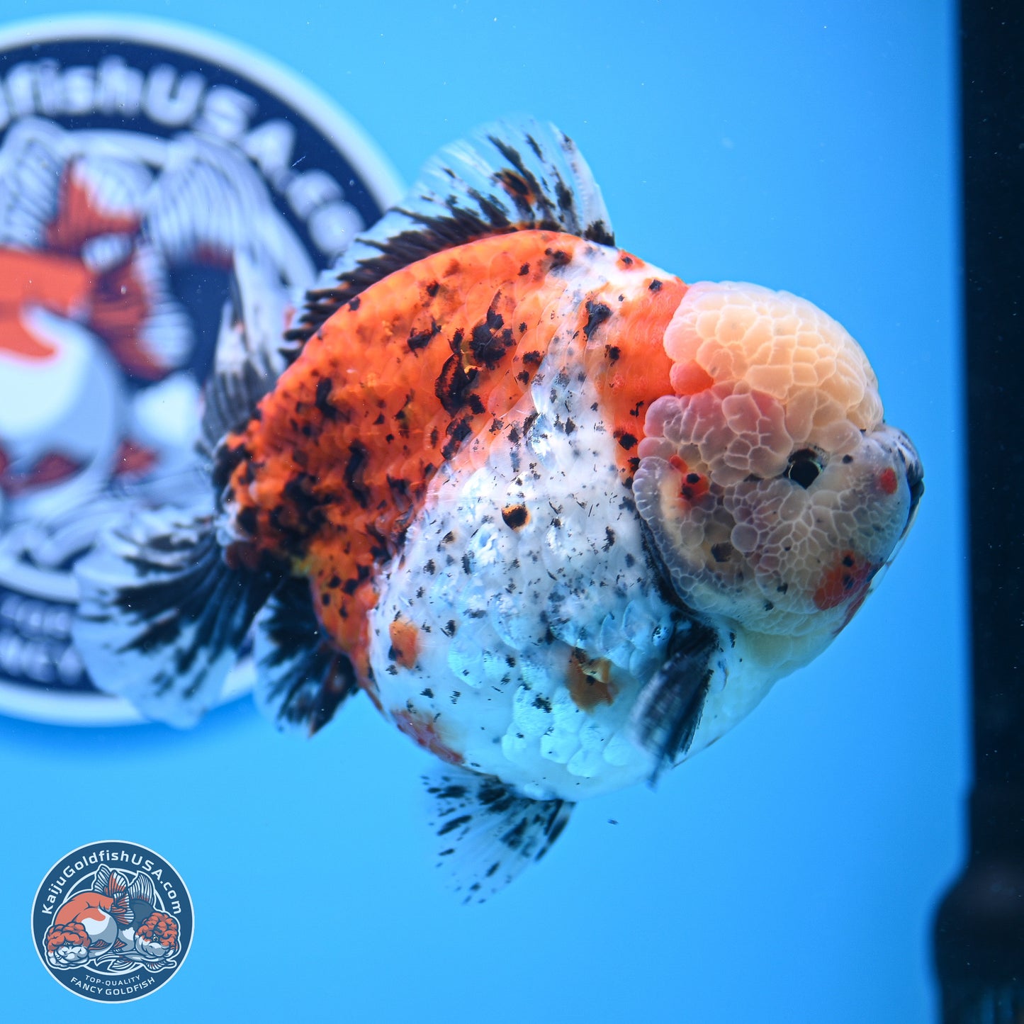 Jumbo Shogun Godzilla Calico Oranda 5in Body (240823_OR5) - Overnight shipping only - Kaiju Goldfish USA