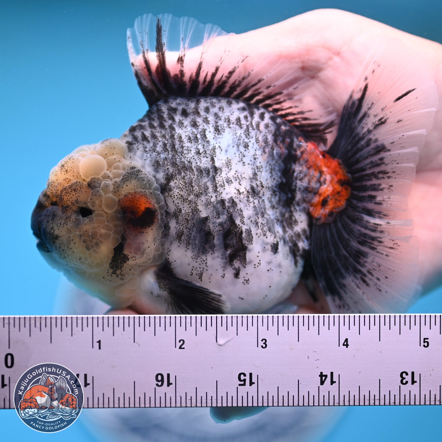 White Tiger Rose Tail Oranda 4.7 inches (241025_OR05) - Kaiju Goldfish USA